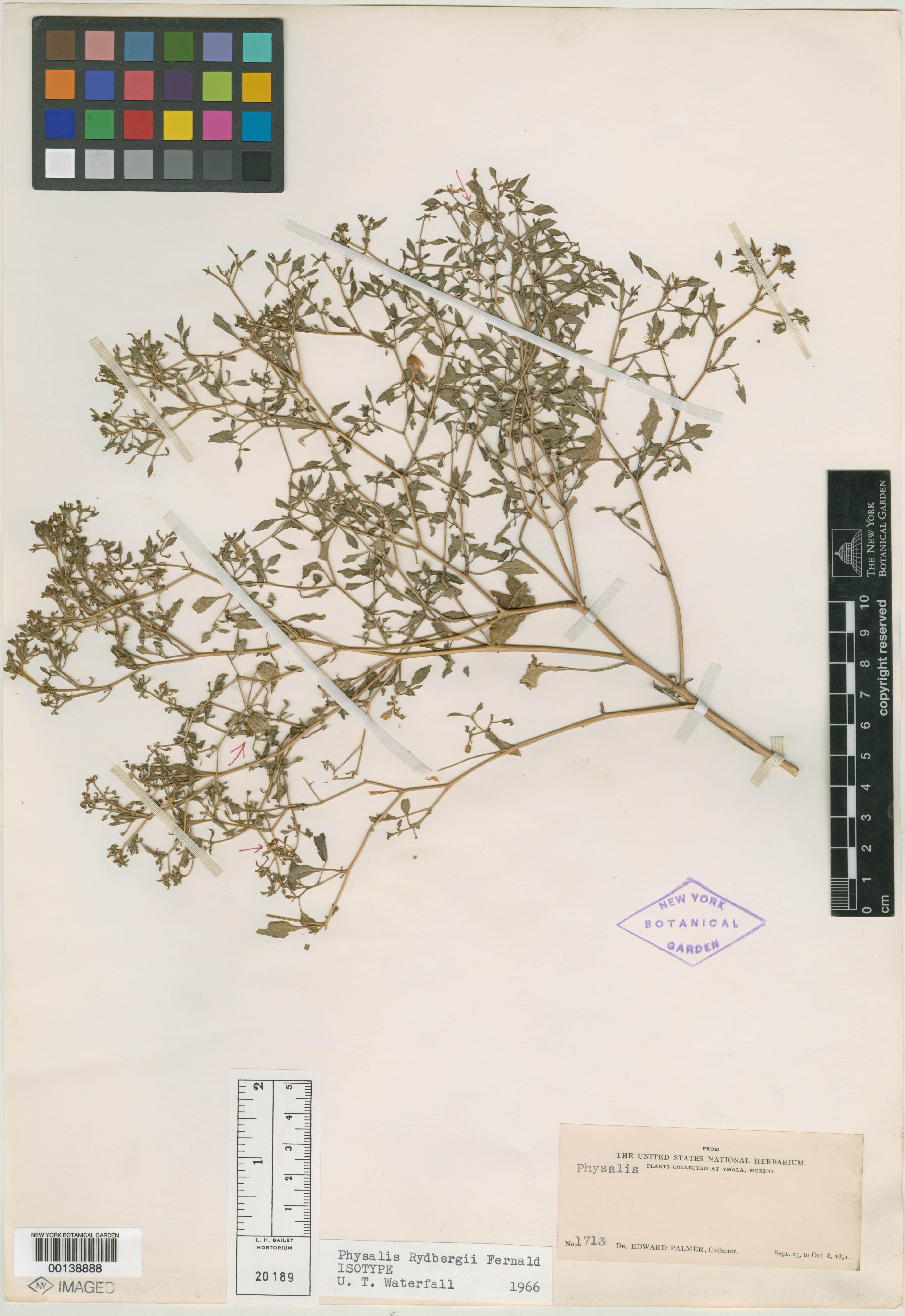 Rydberg's Groundcherry