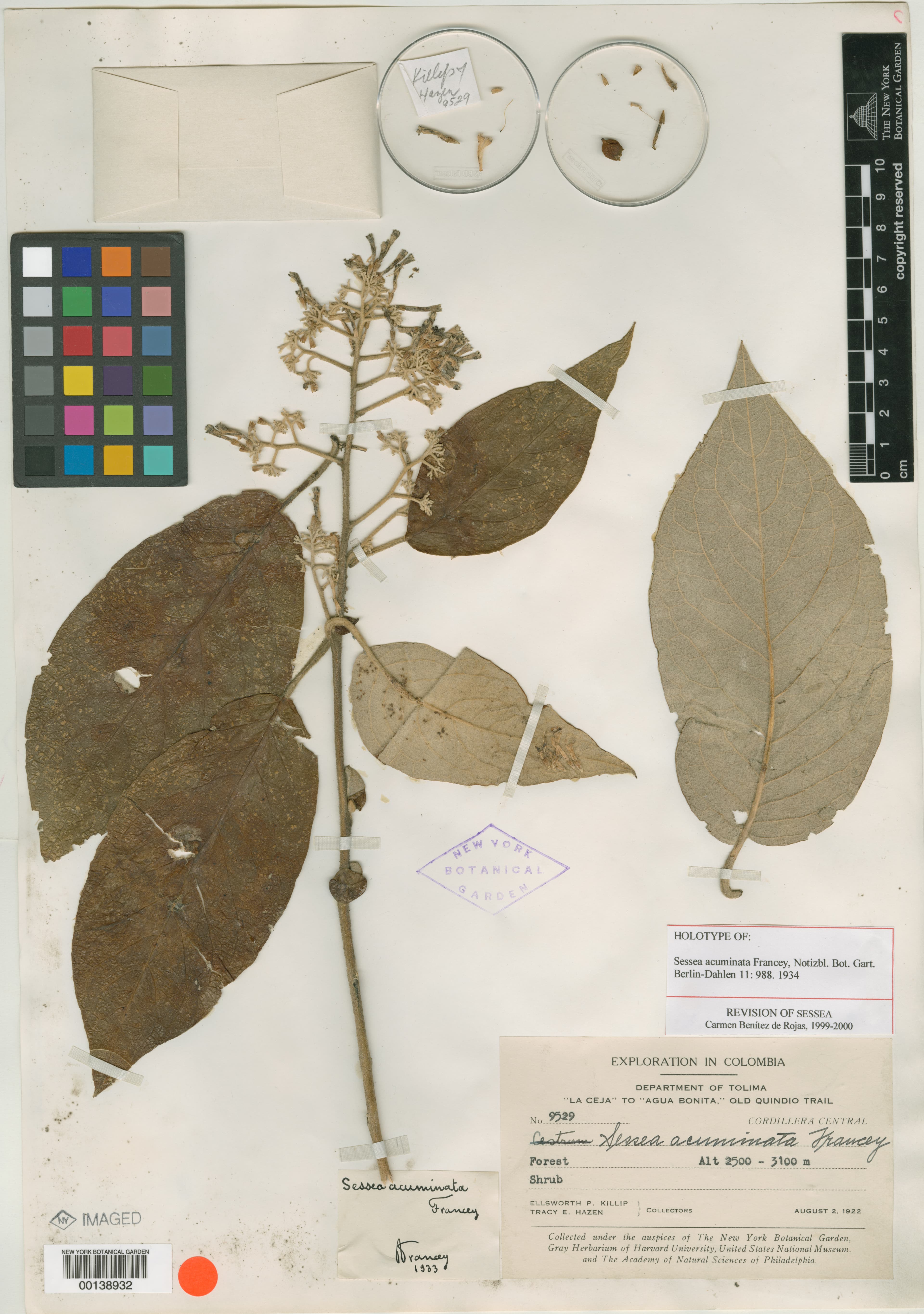 Sessea acuminata