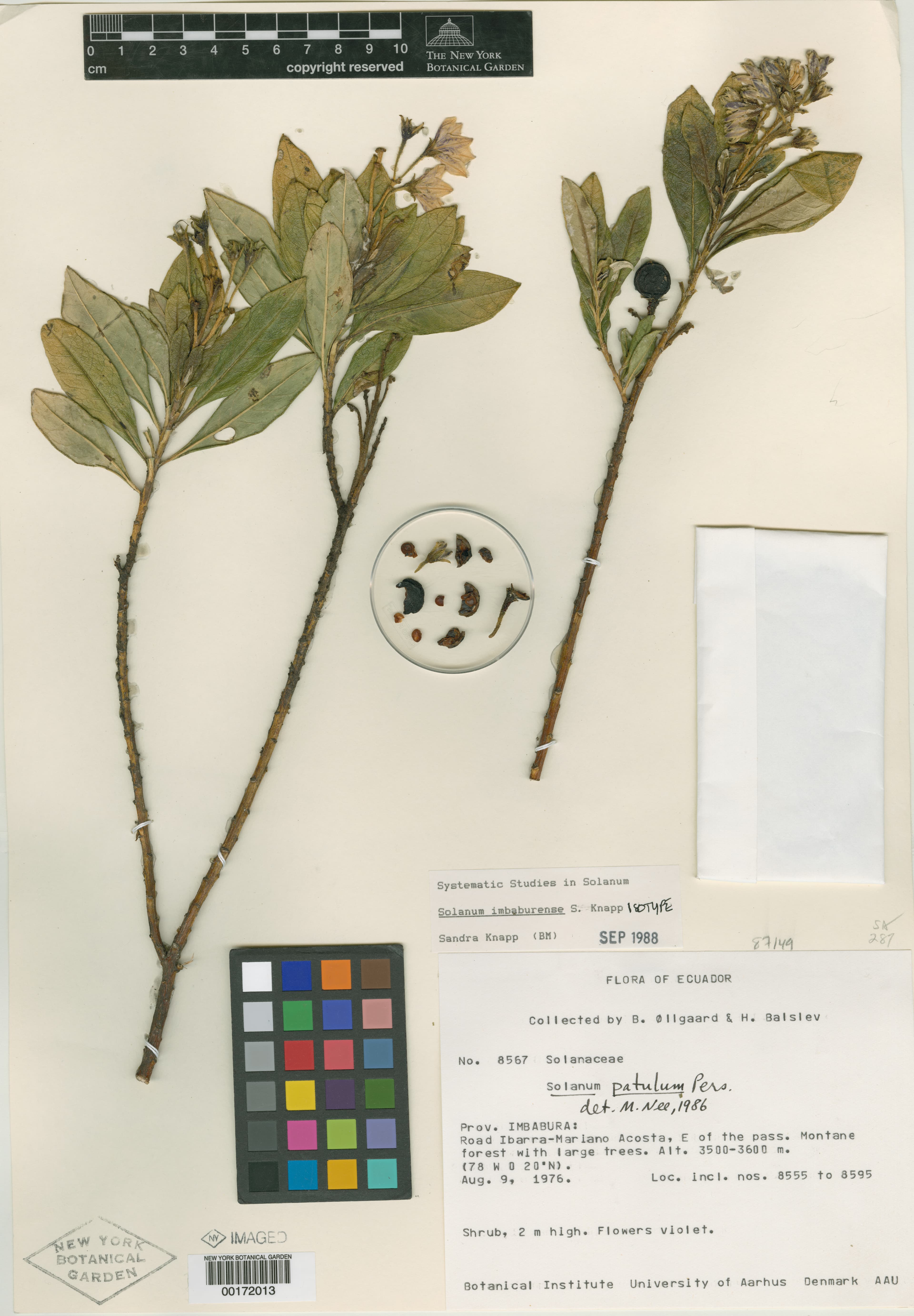 Solanum imbaburense