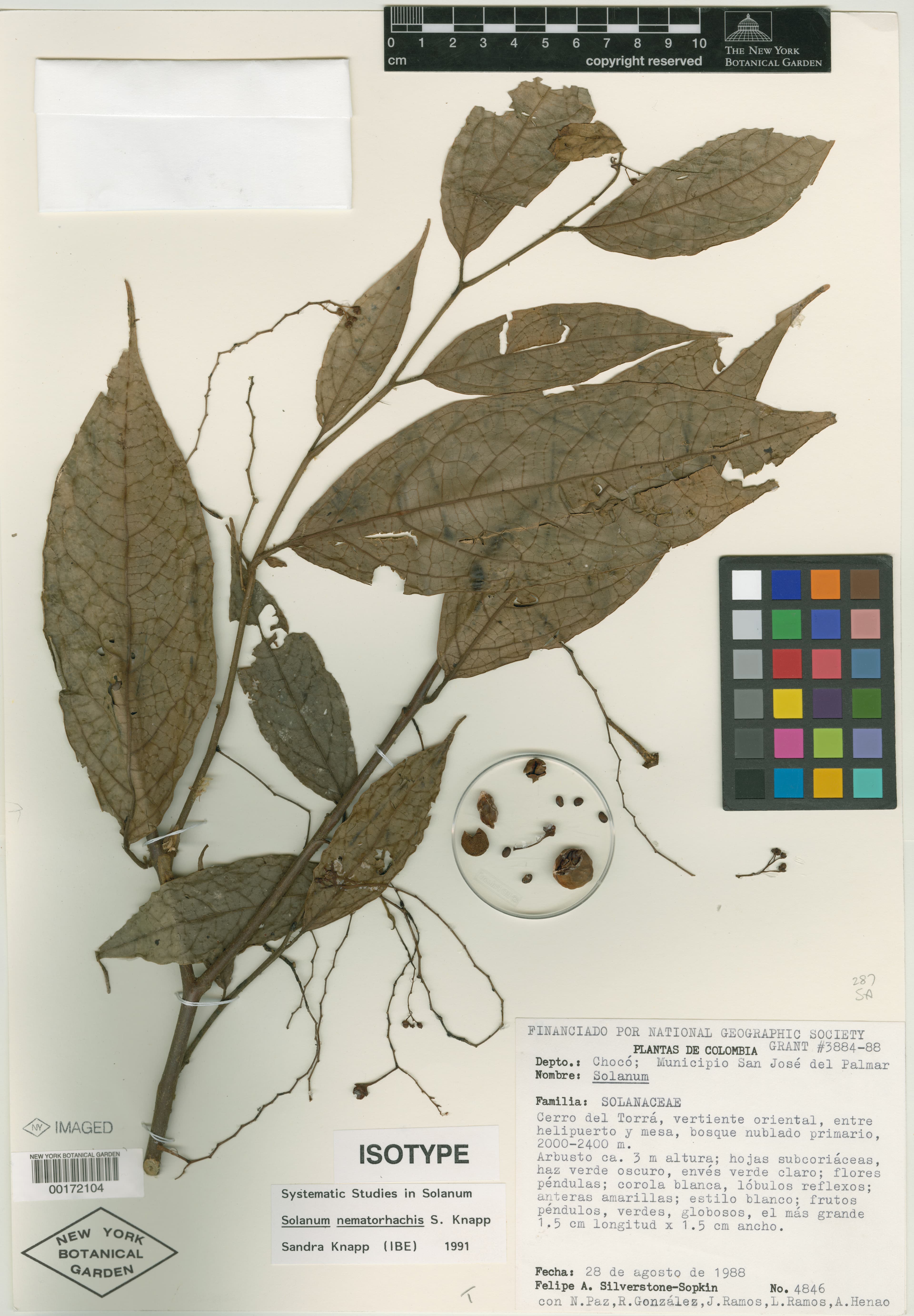 Solanum nematorhachis