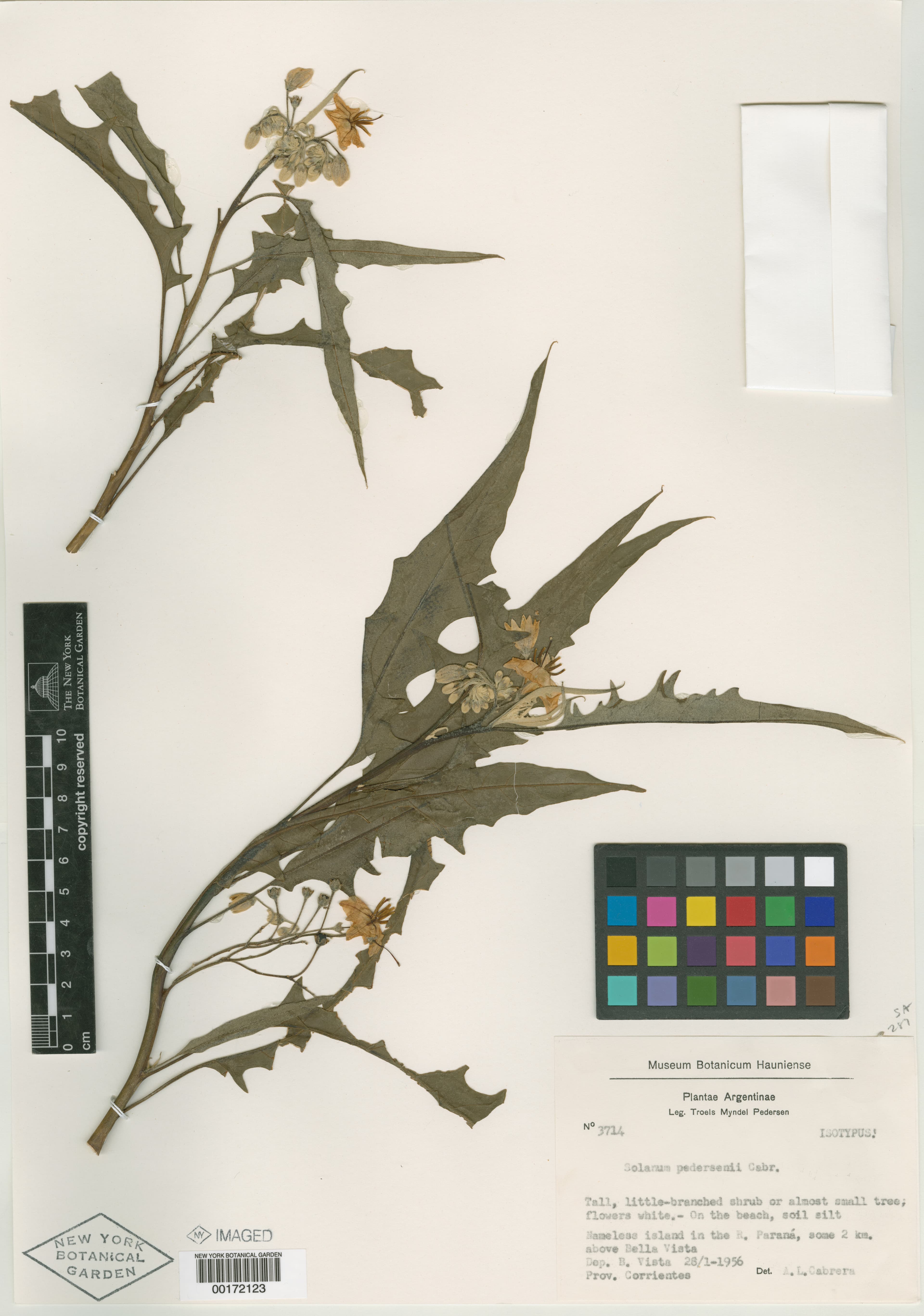Solanum pedersenii