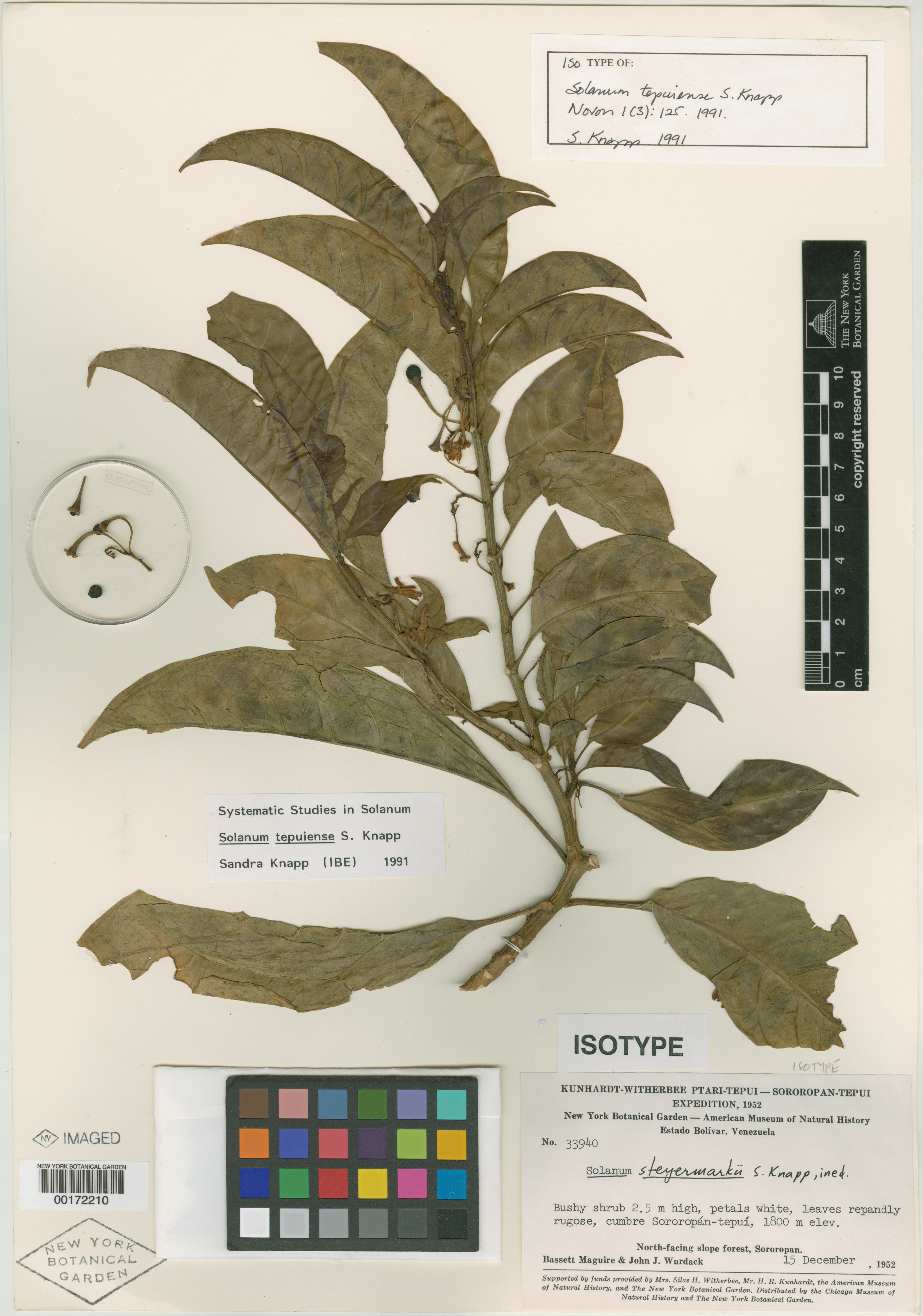 Solanum tepuiense