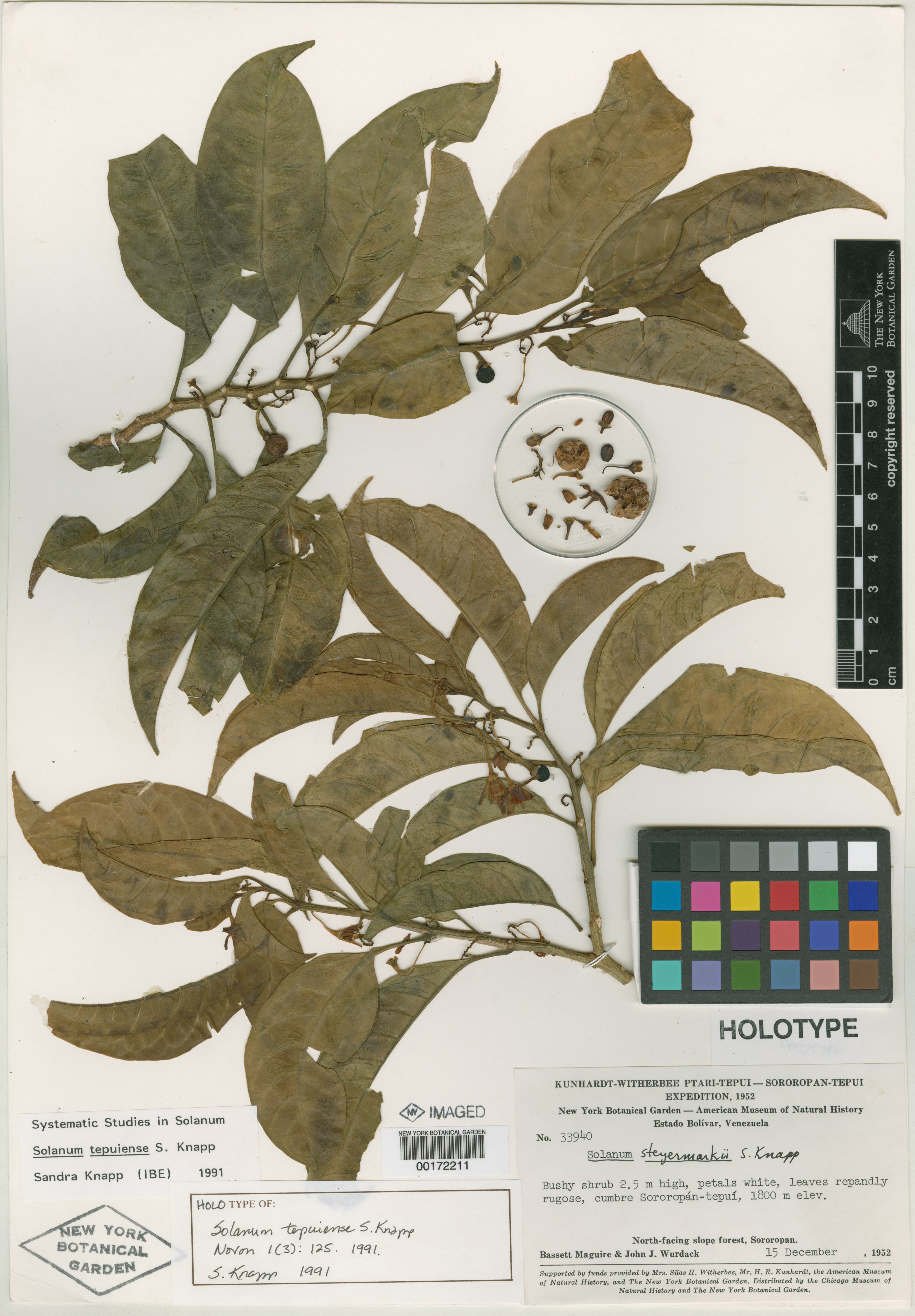 Solanum tepuiense