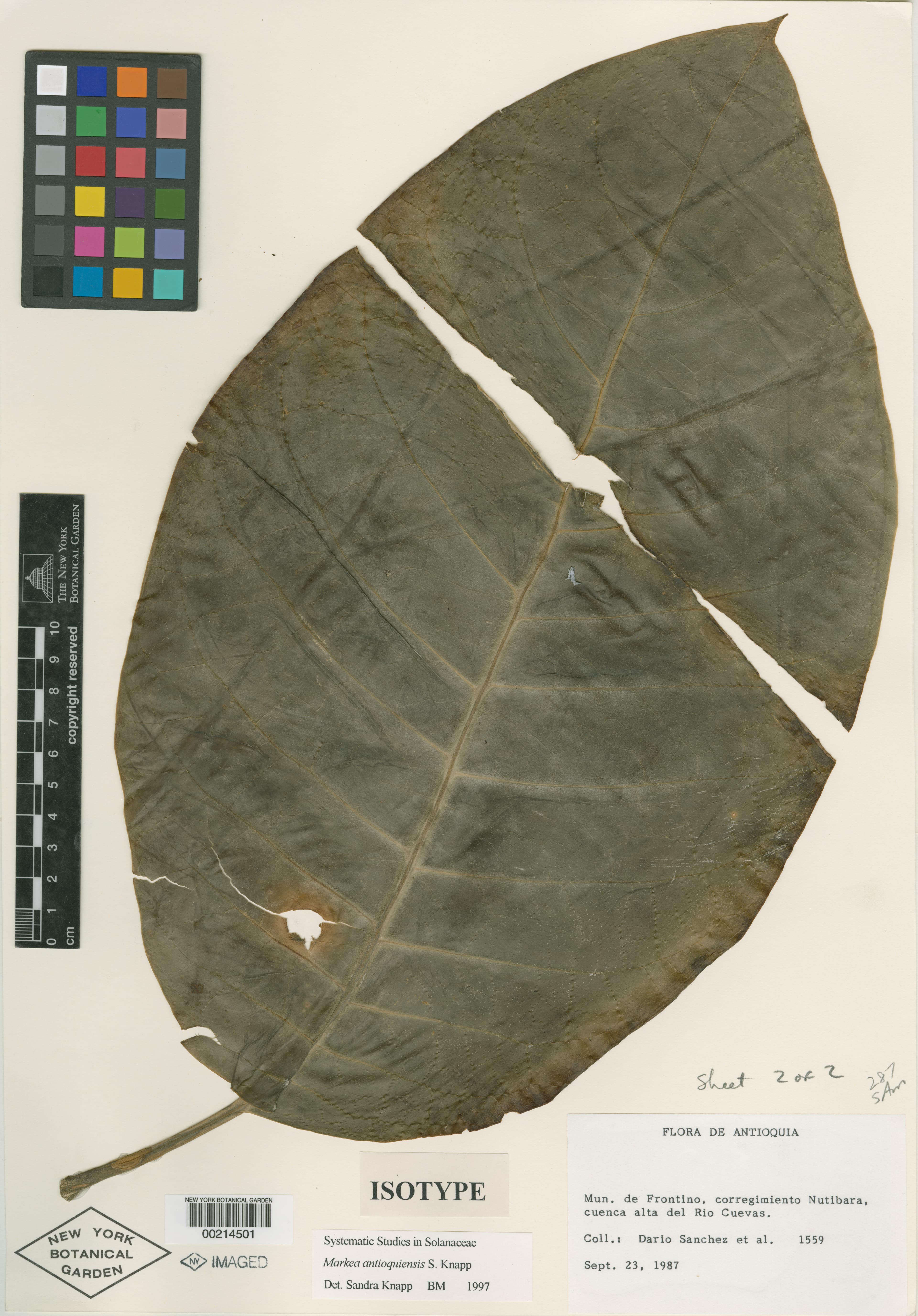 Markea antioquiensis