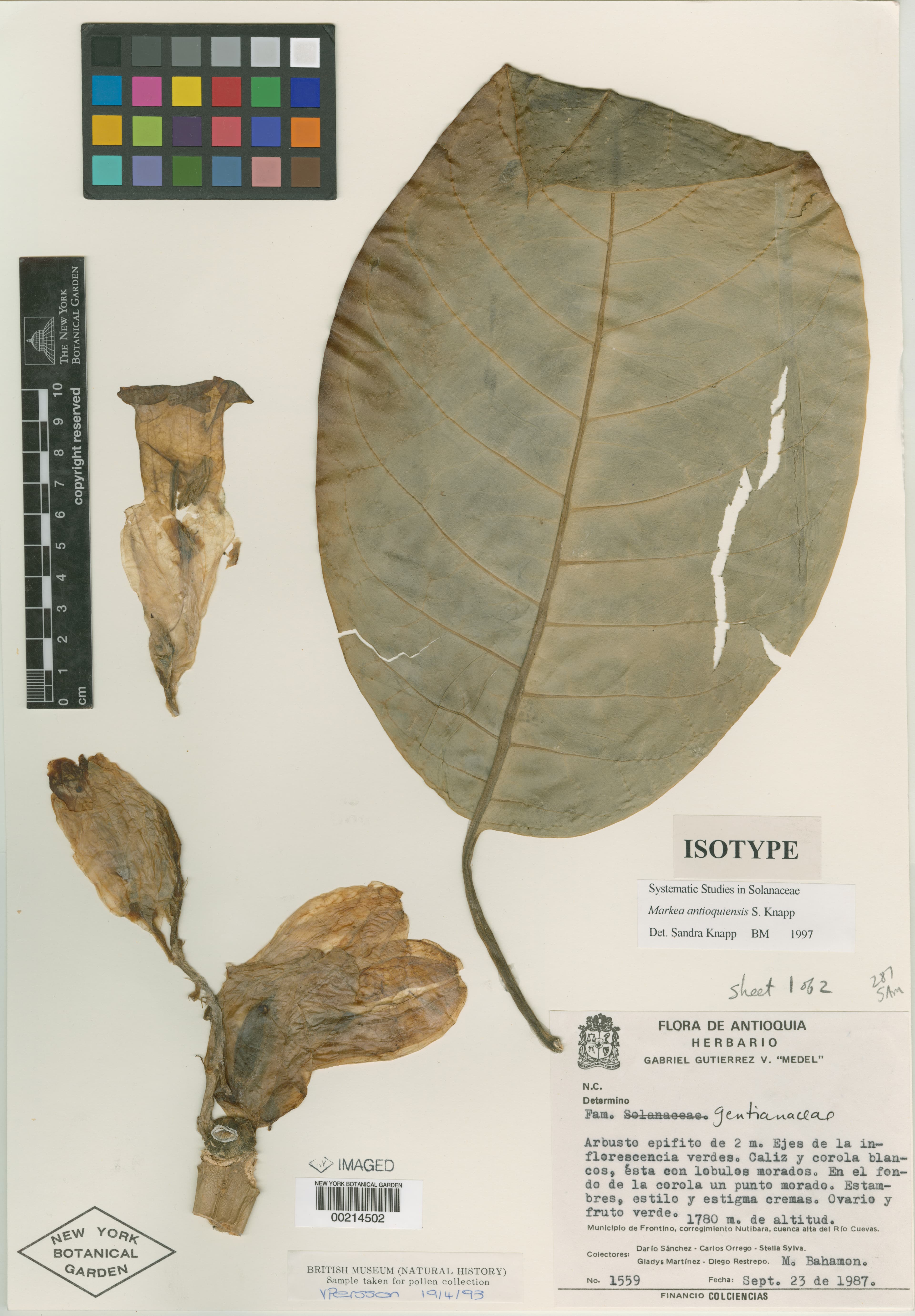 Markea antioquiensis
