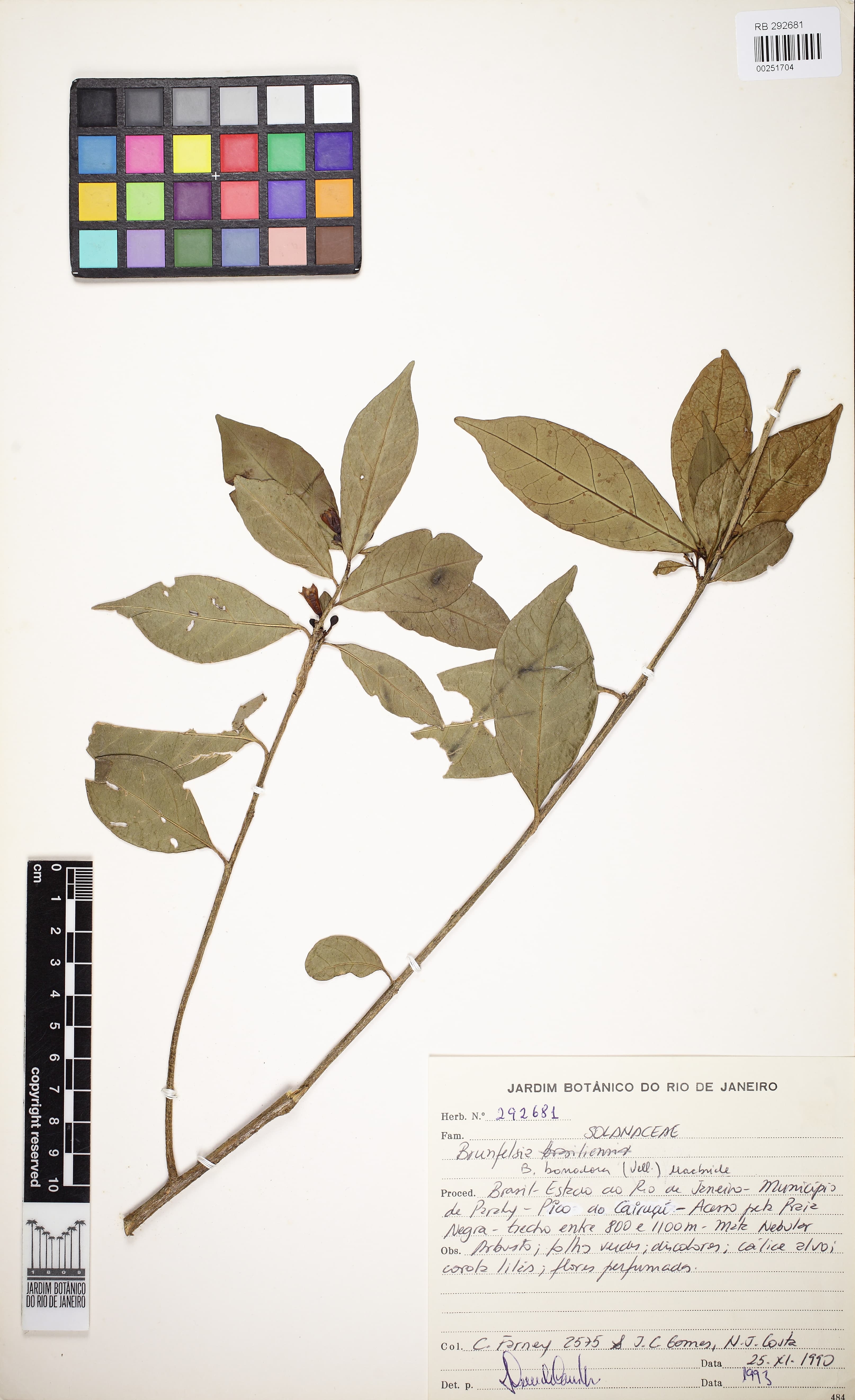 Brunfelsia bonodora
