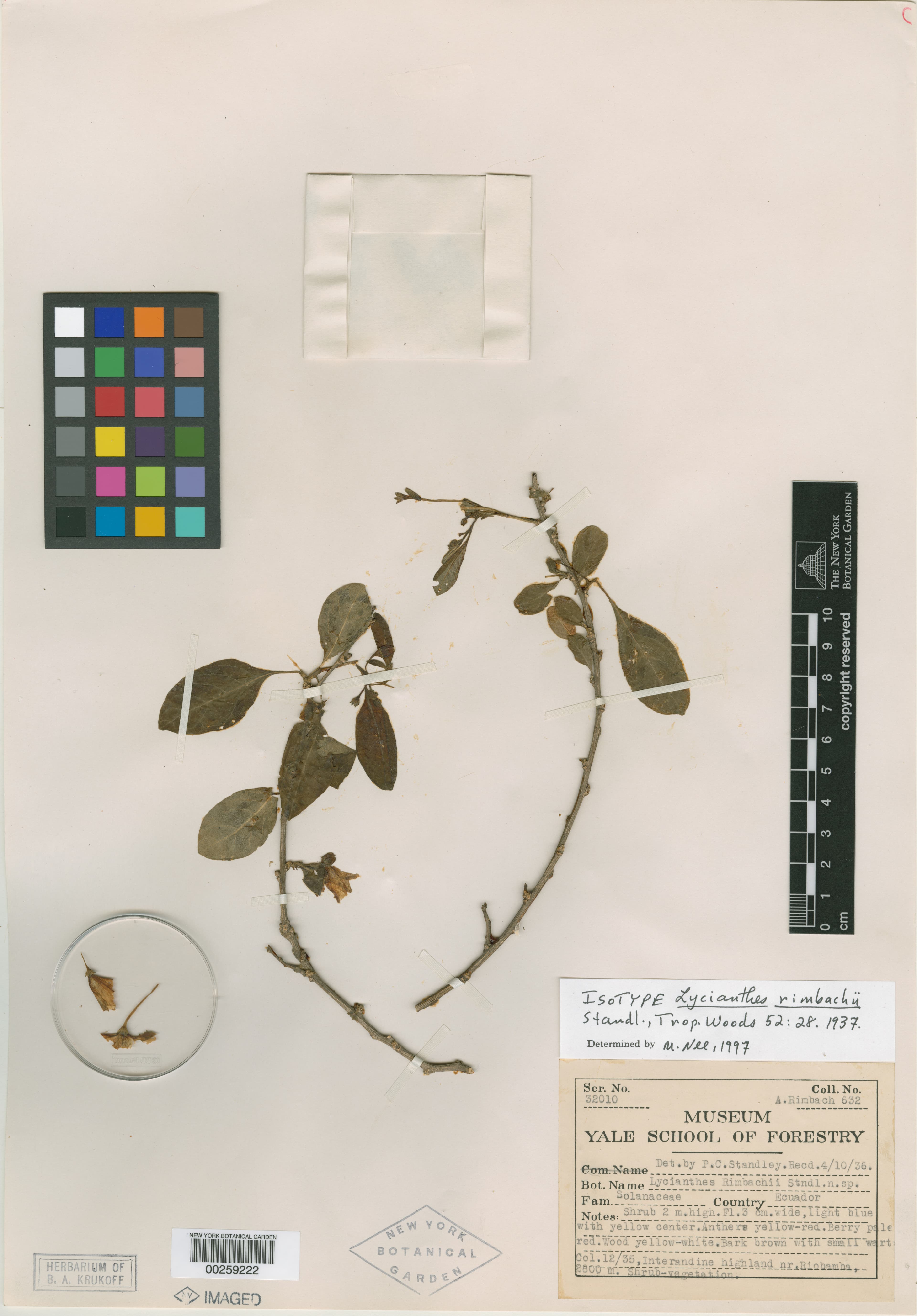 Lycianthes rimbachii