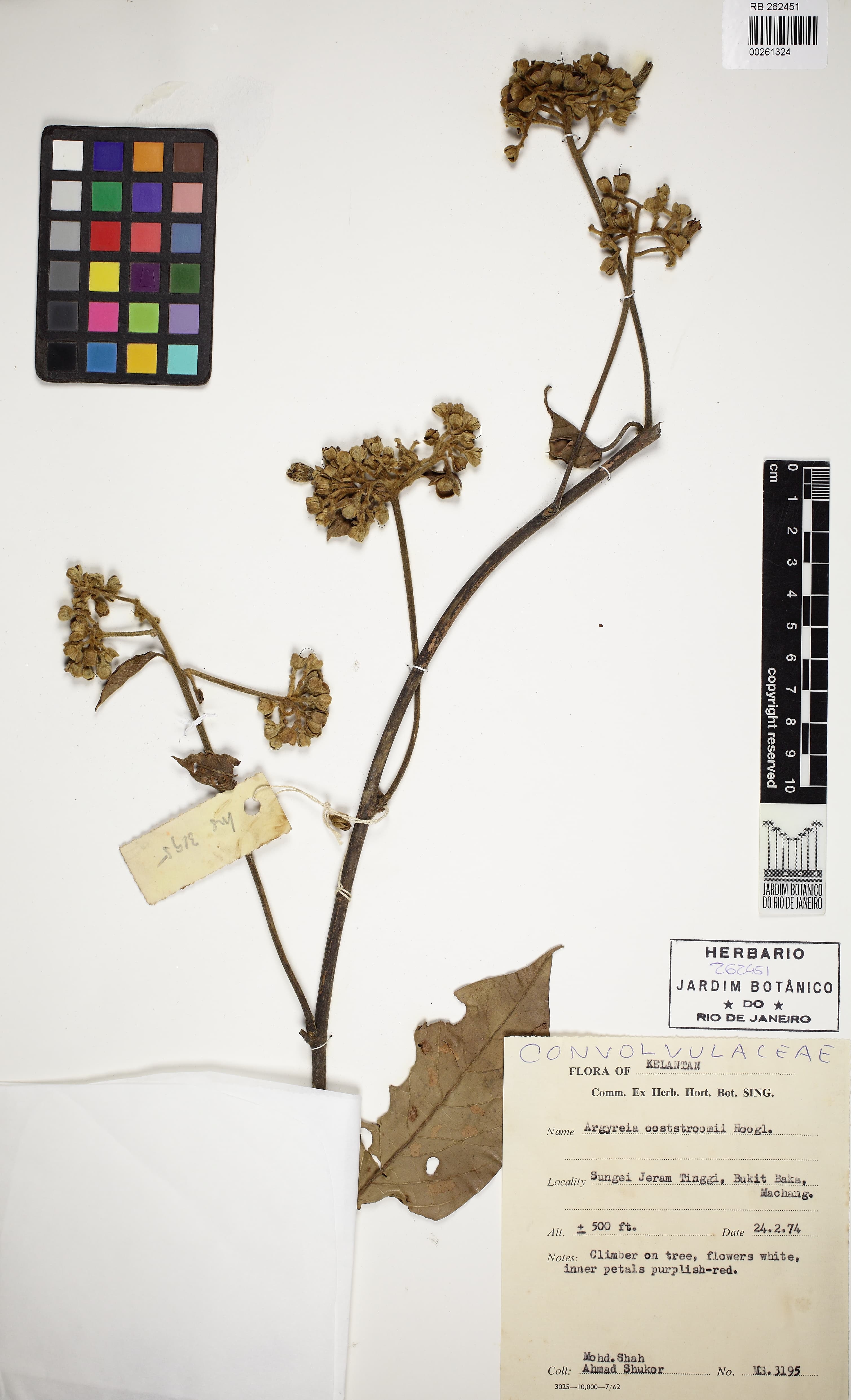 Argyreia ooststroomii