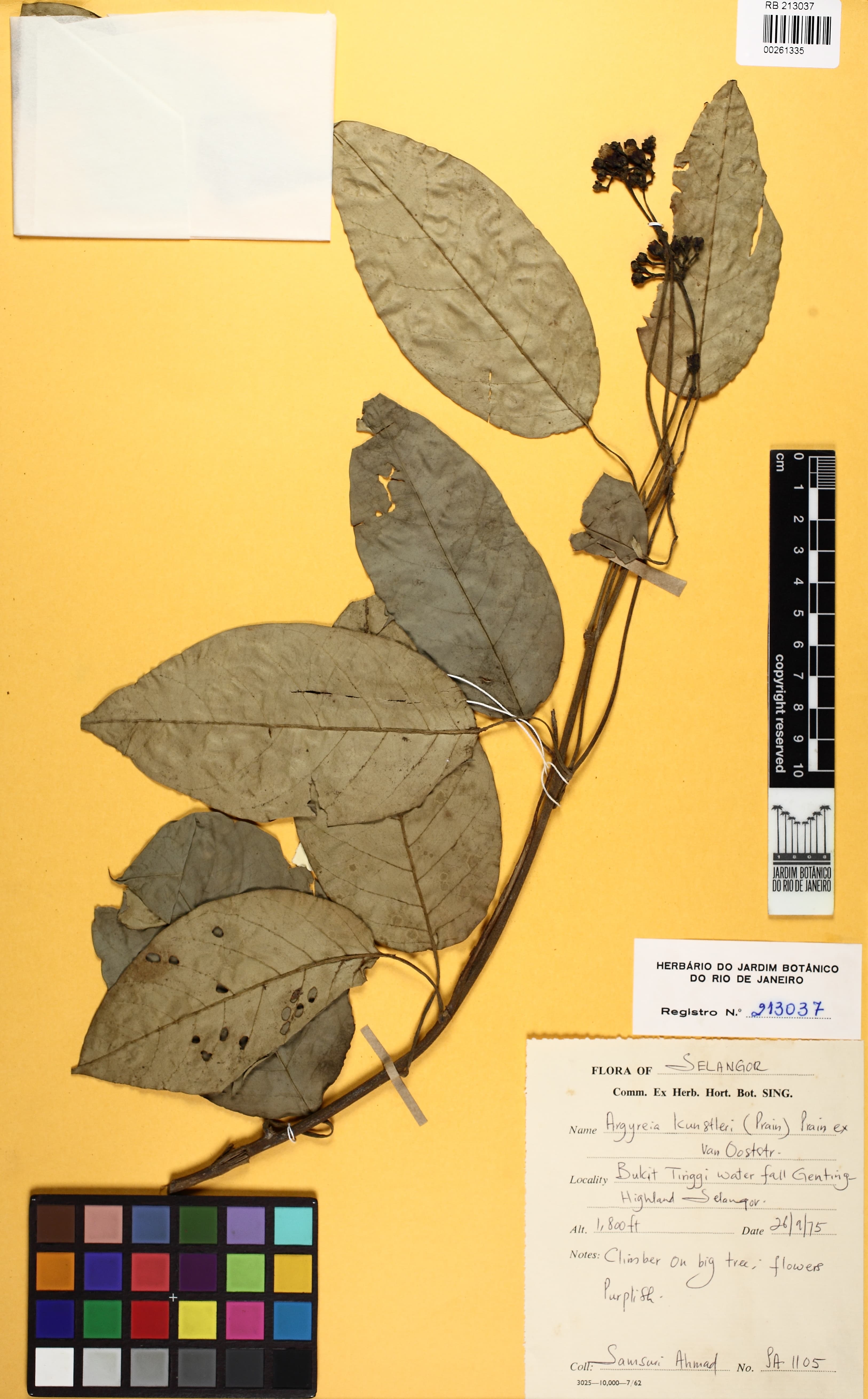 Argyreia kunstleri