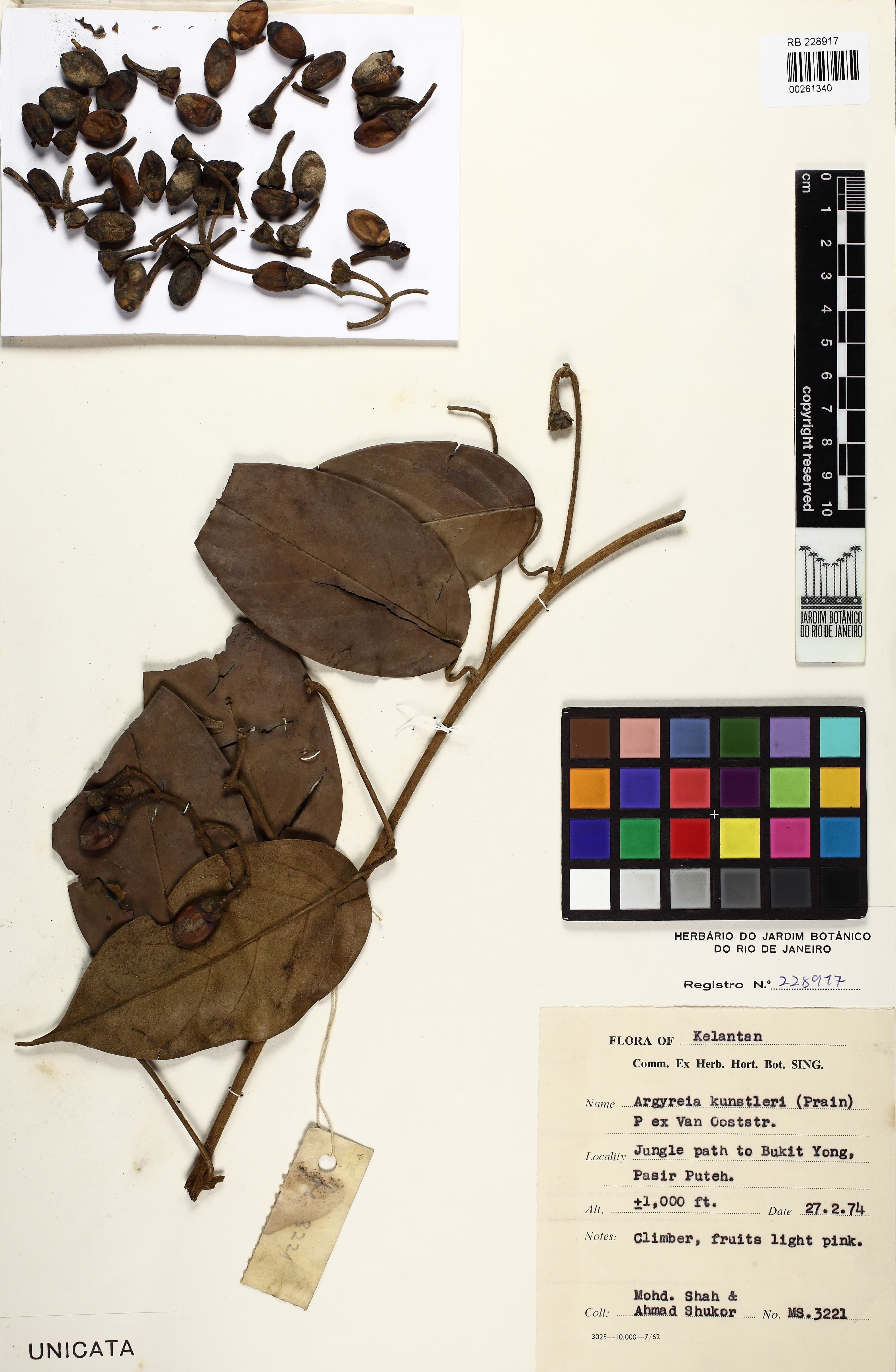 Argyreia kunstleri