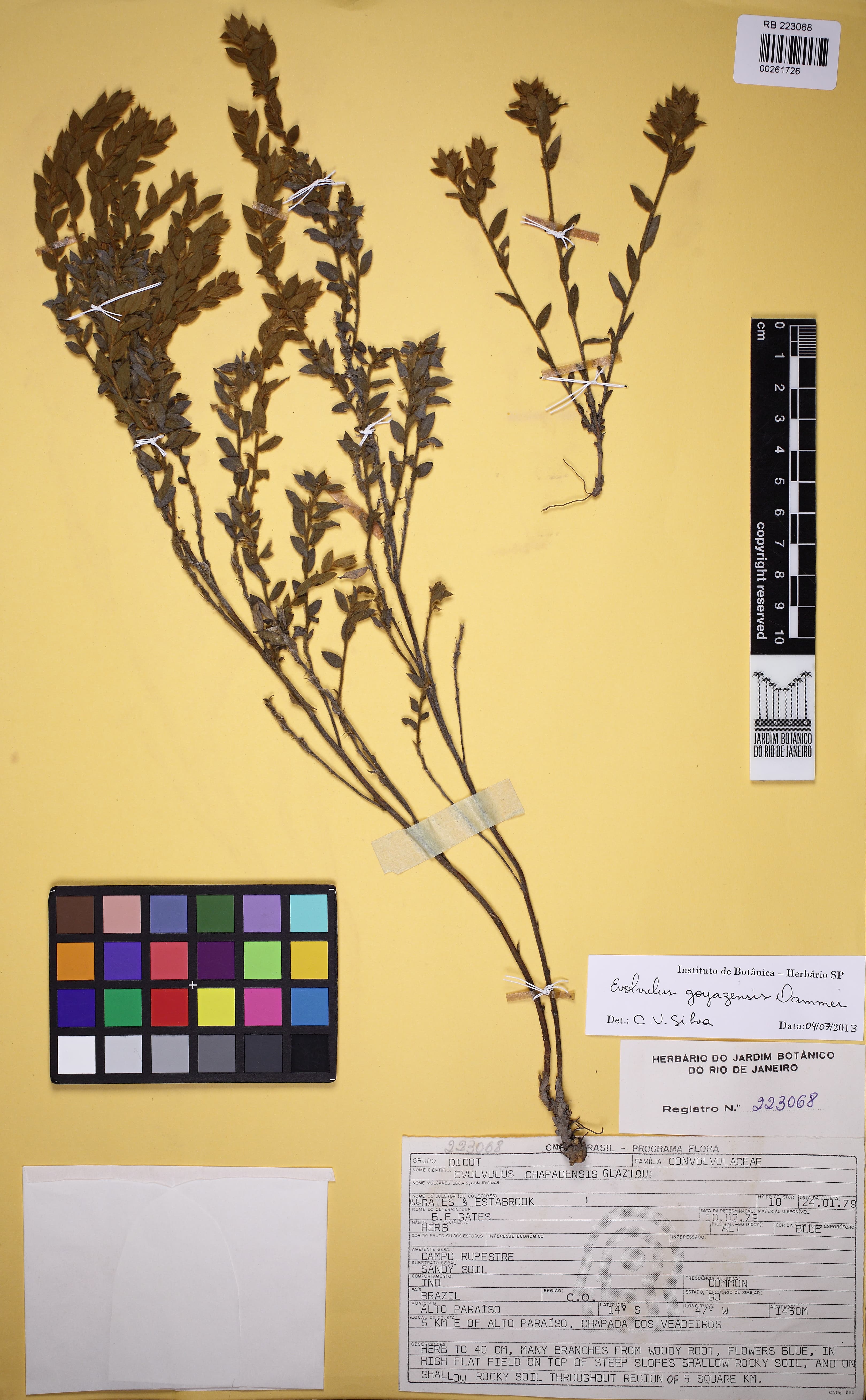Evolvulus goyazensis