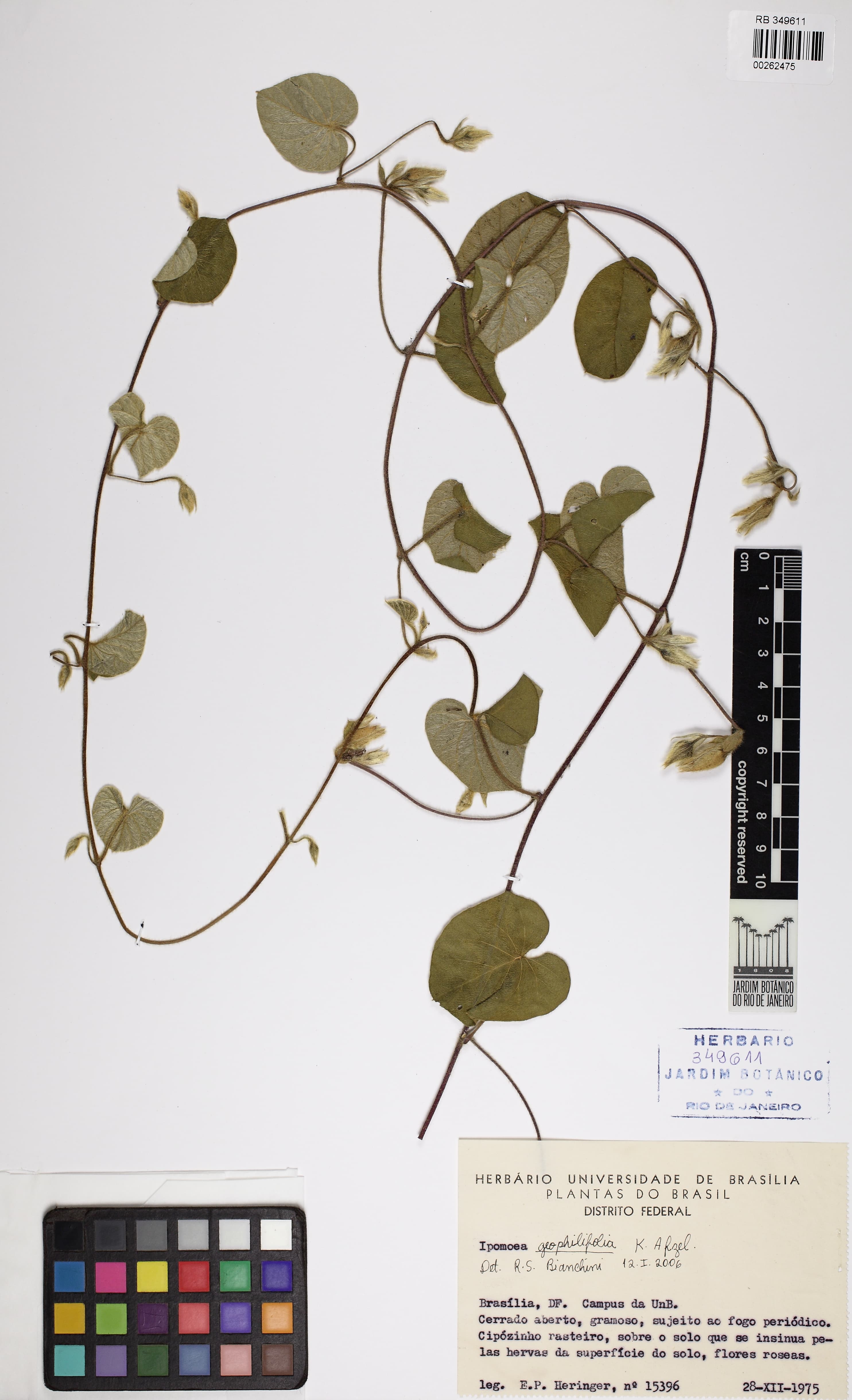 Ipomoea geophilifolia
