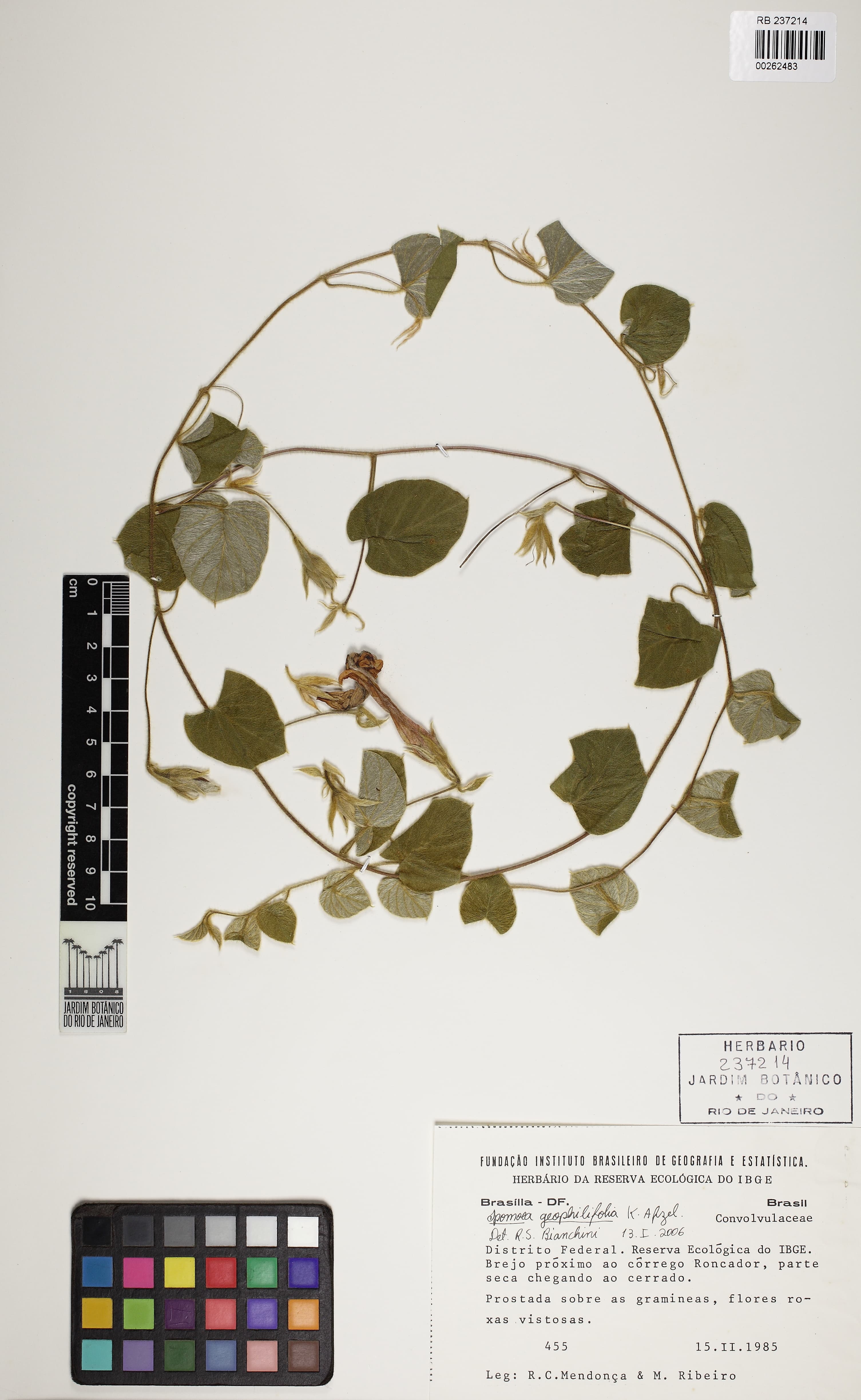 Ipomoea geophilifolia