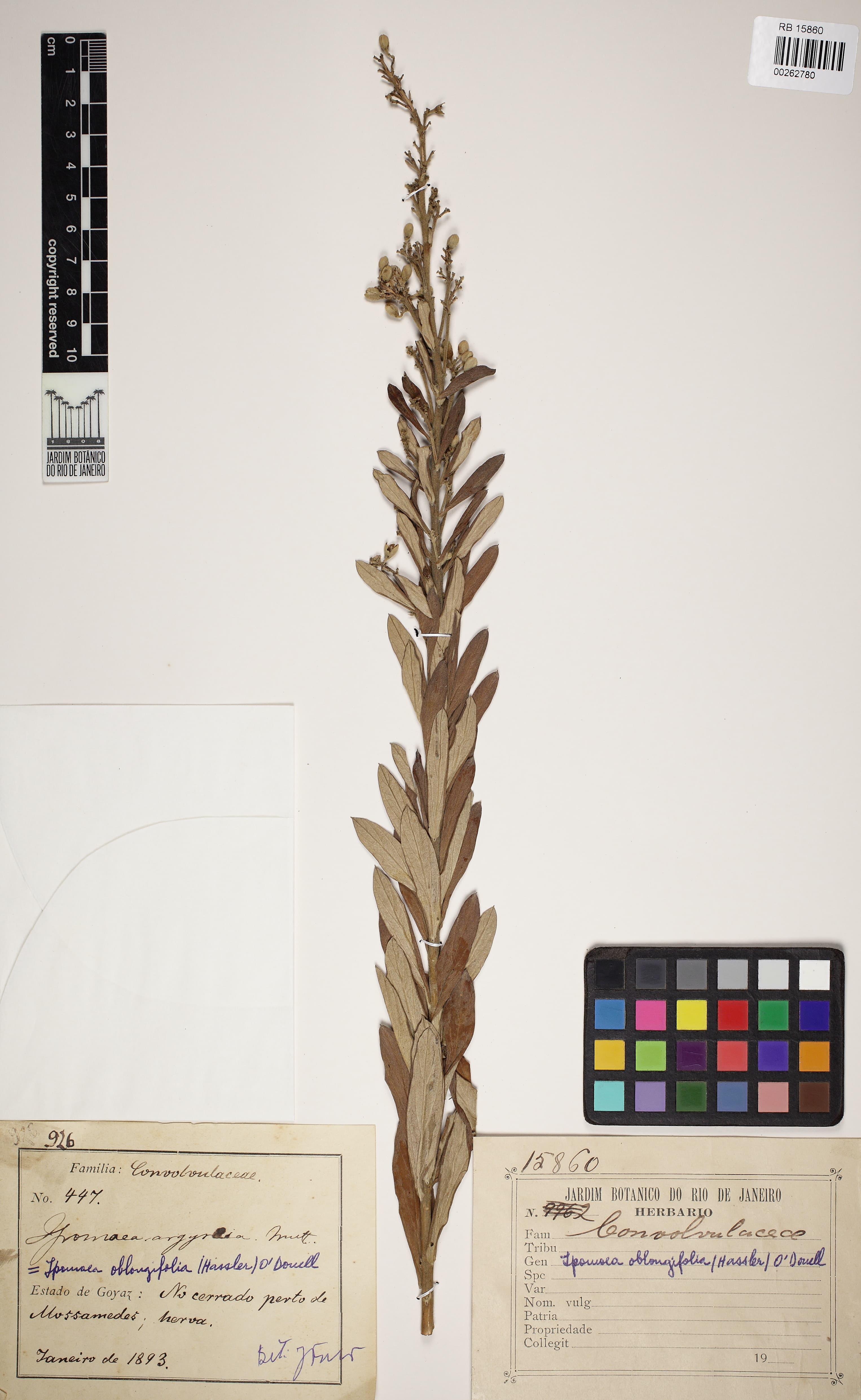 Ipomoea oblongifolia