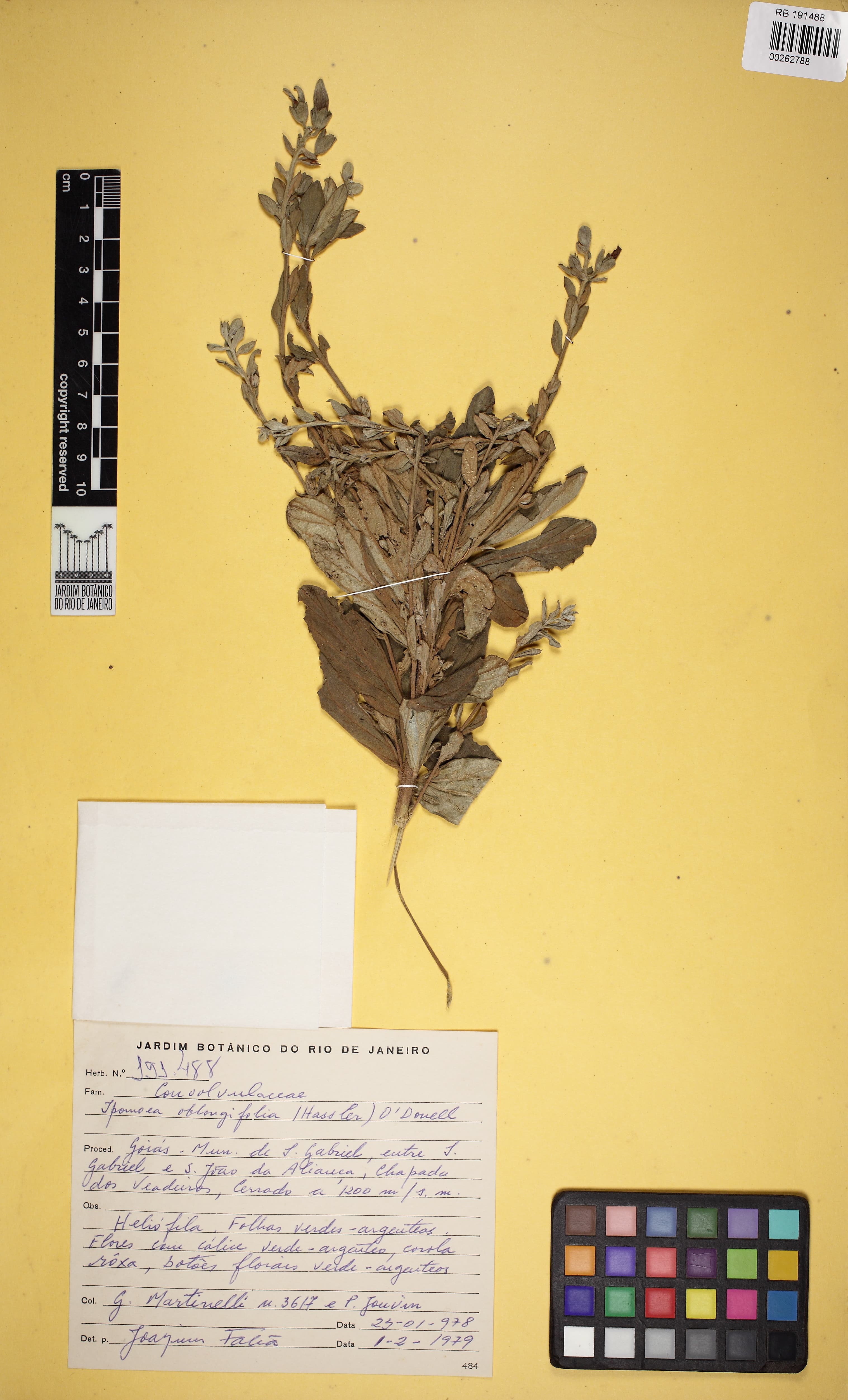 Ipomoea oblongifolia