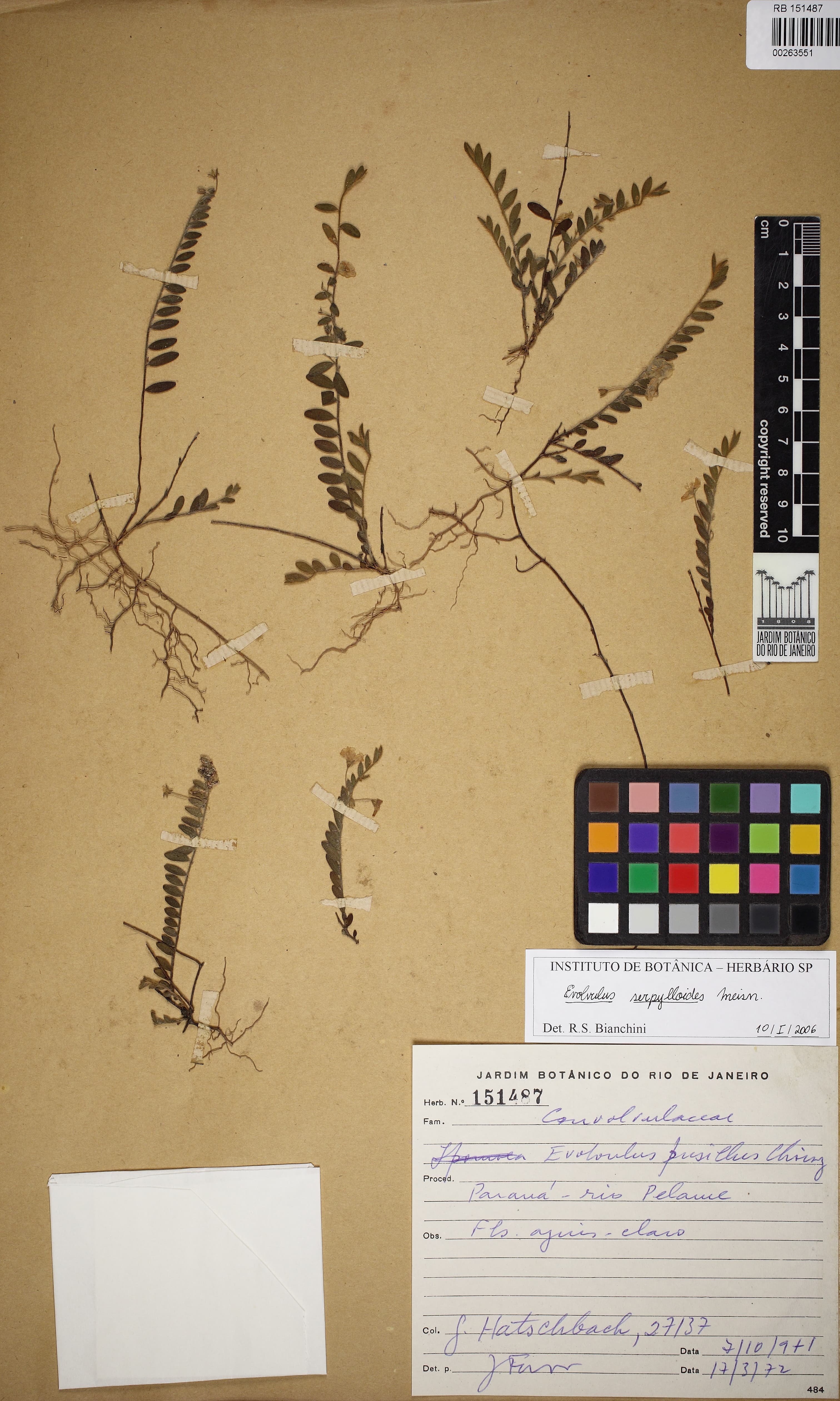 Evolvulus serpylloides
