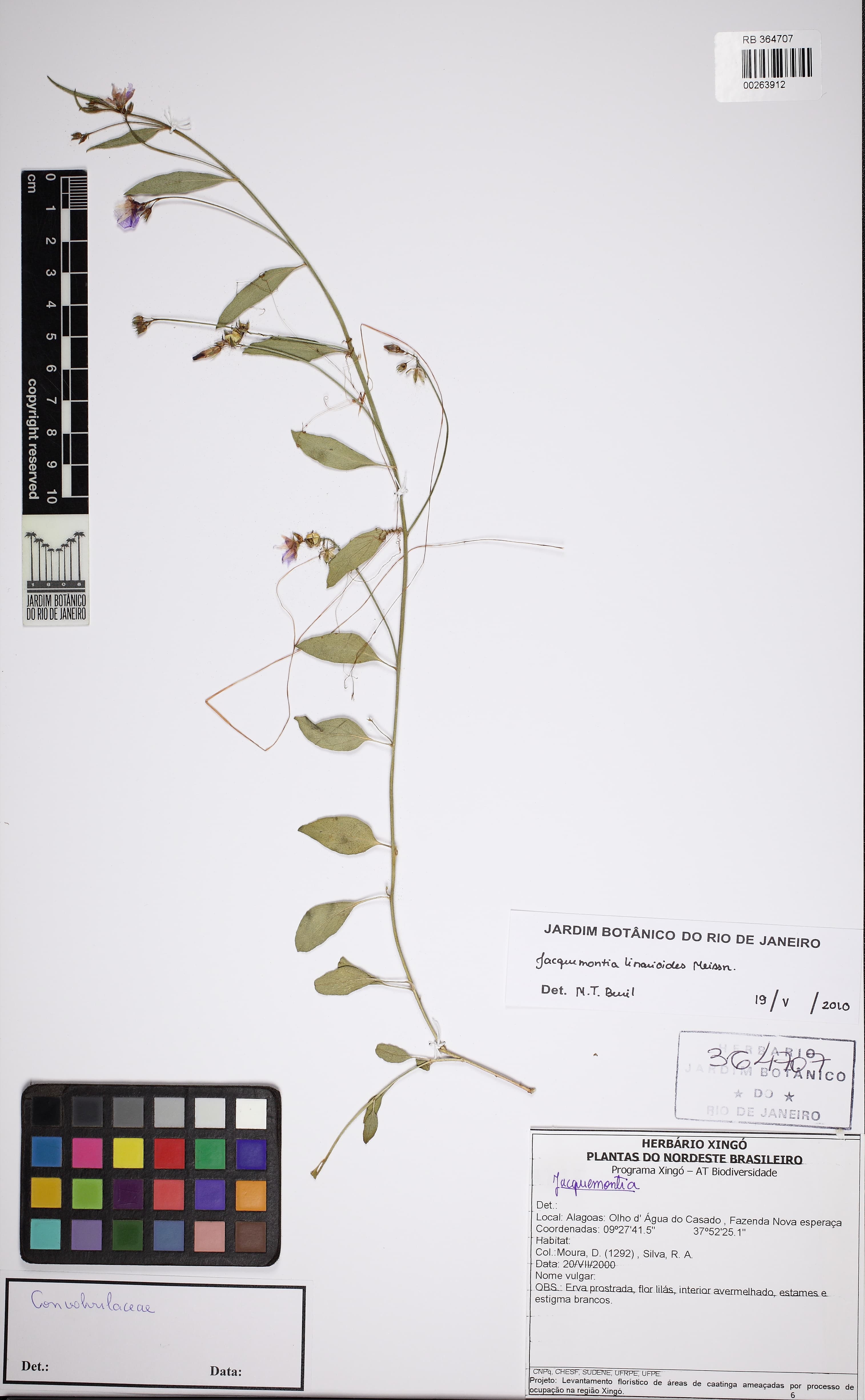 Jacquemontia linarioides