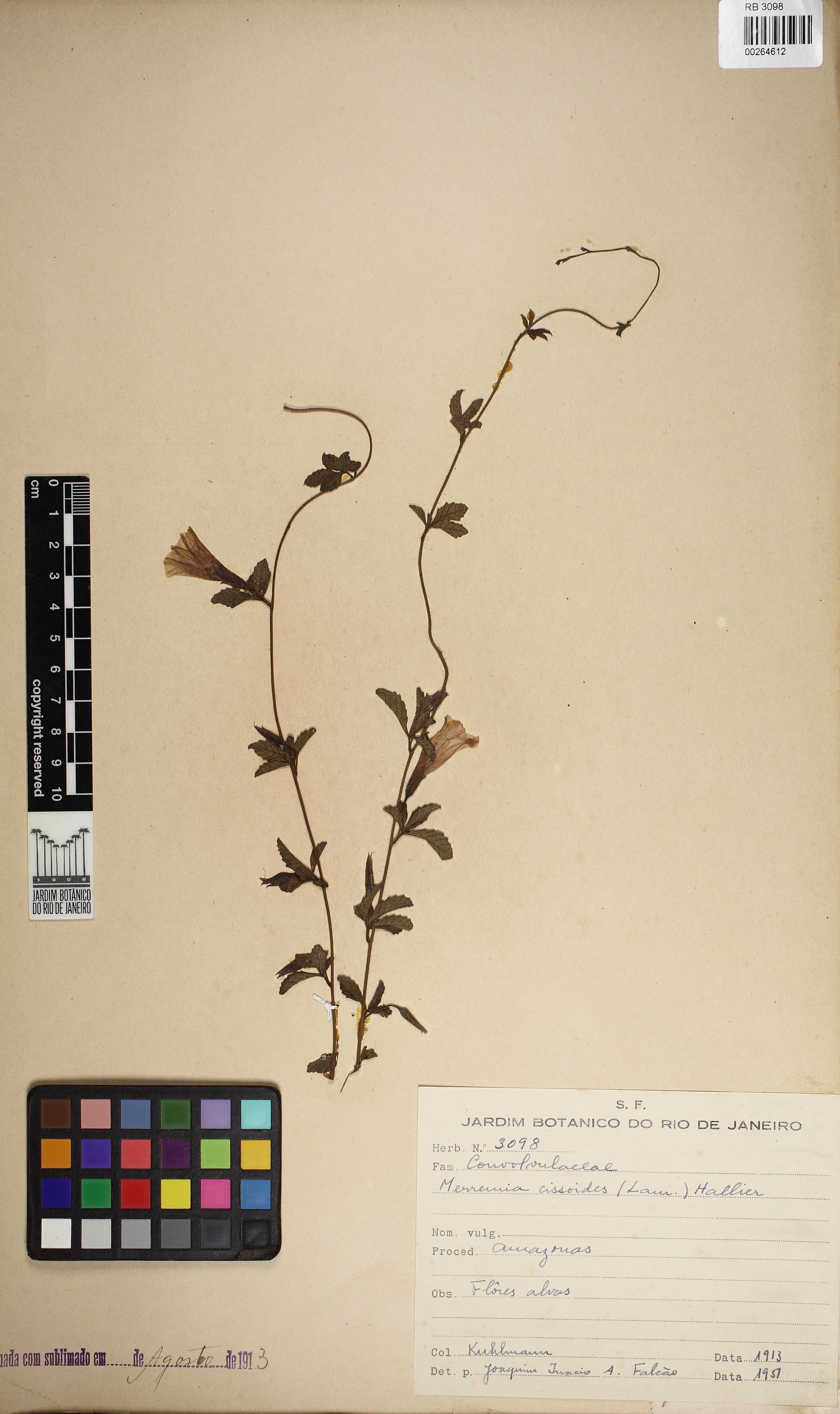 Distimake repens