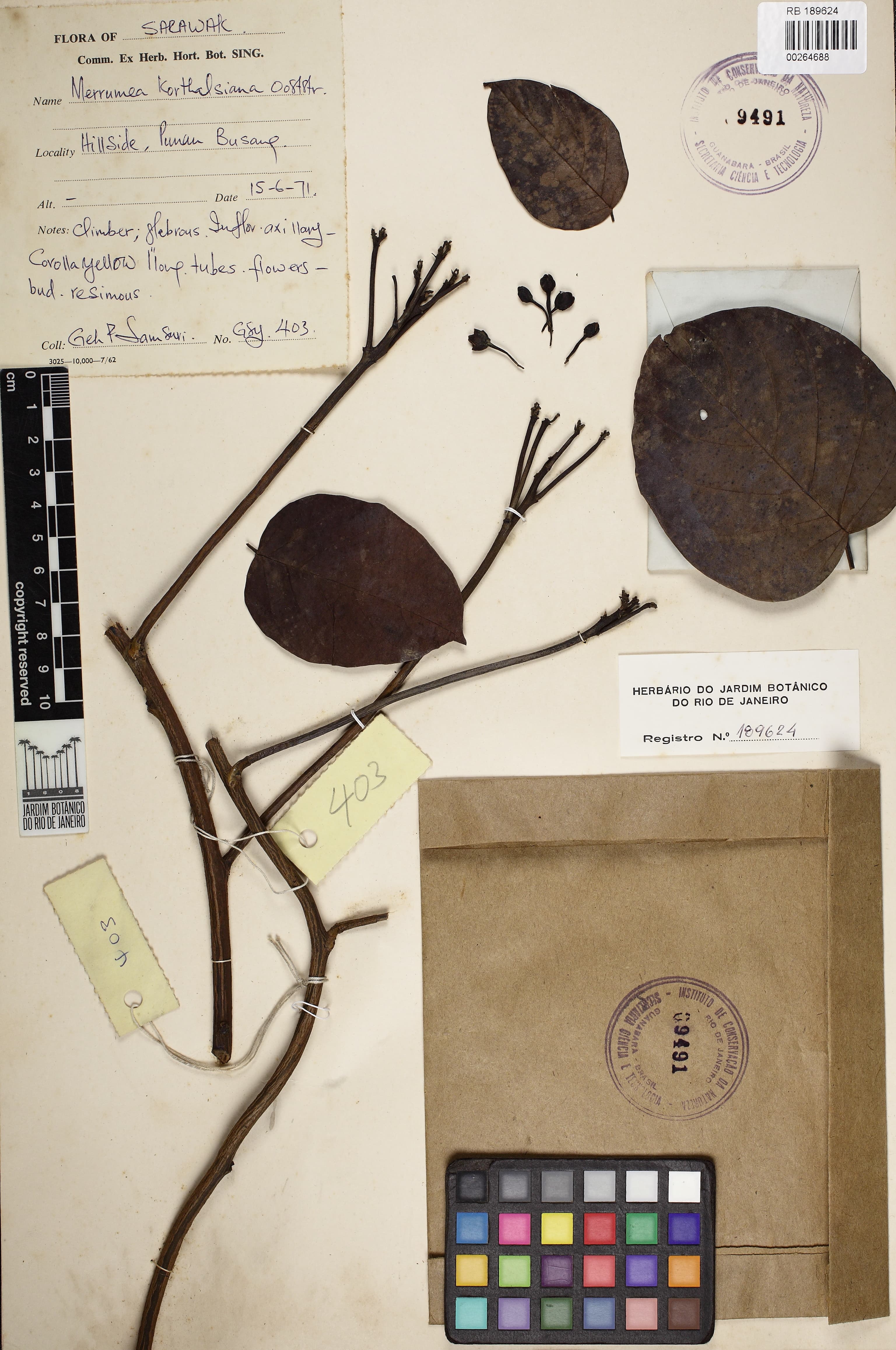 Decalobanthus korthalsianus