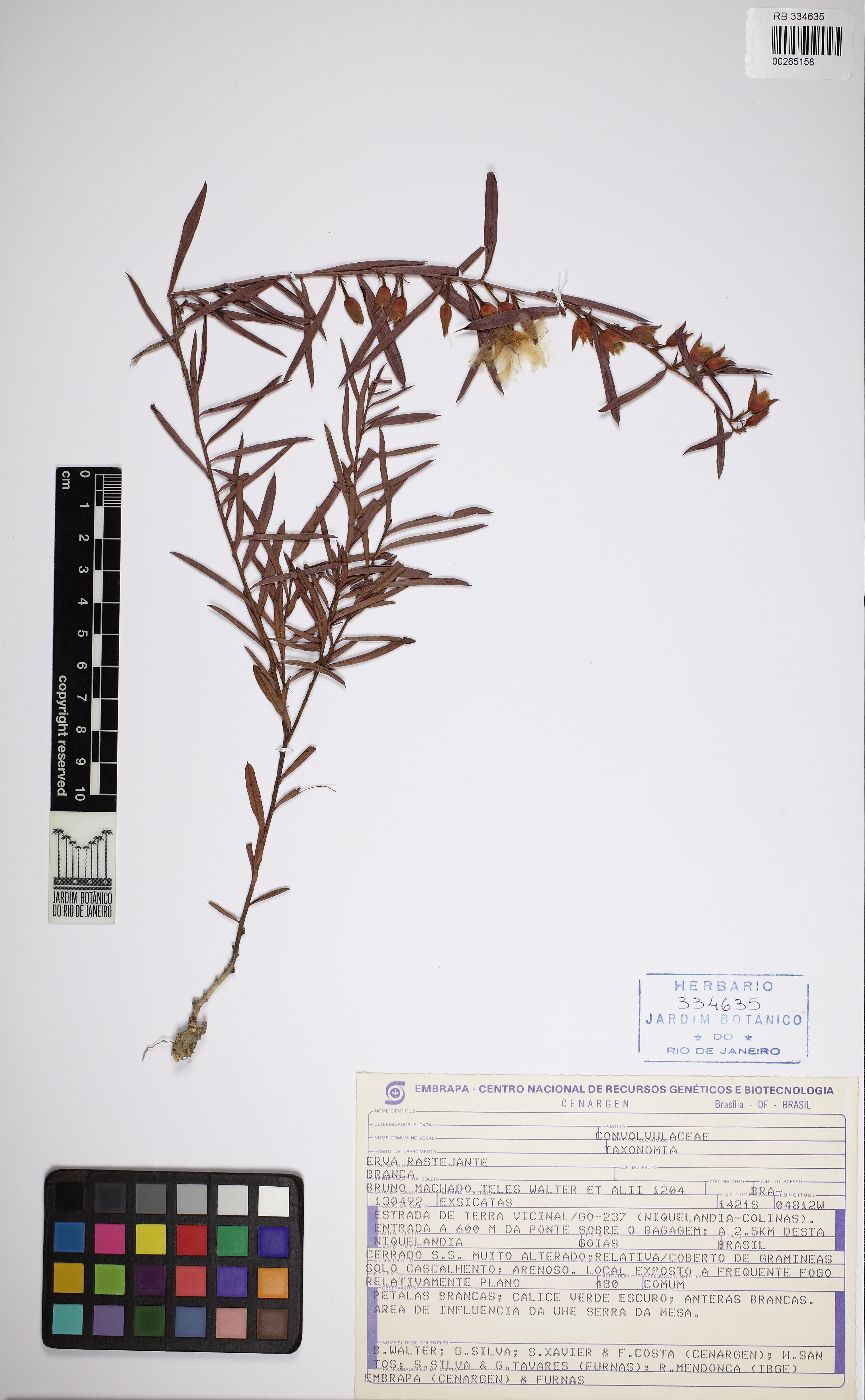Bonamia linearifolia