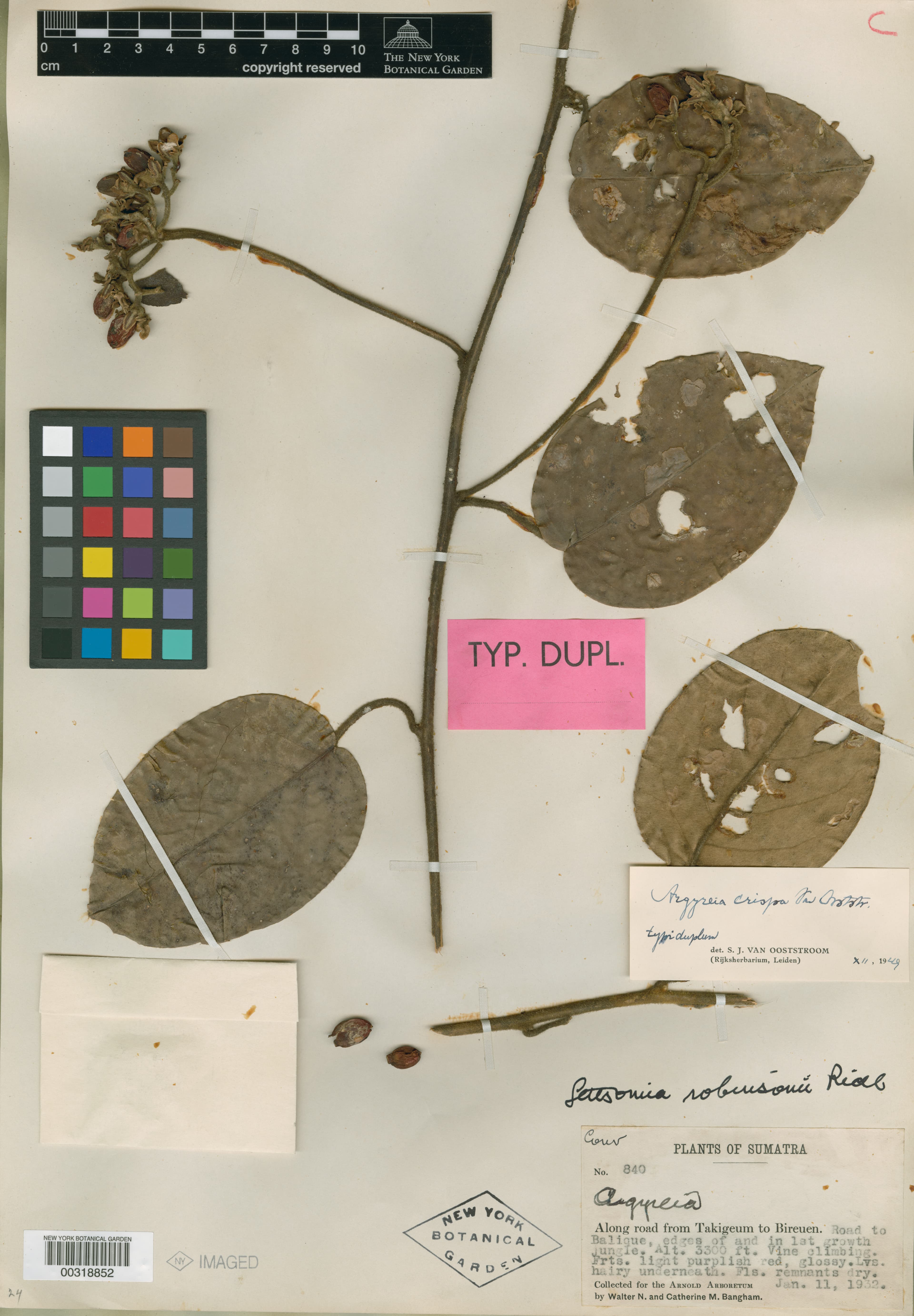 Argyreia crispa