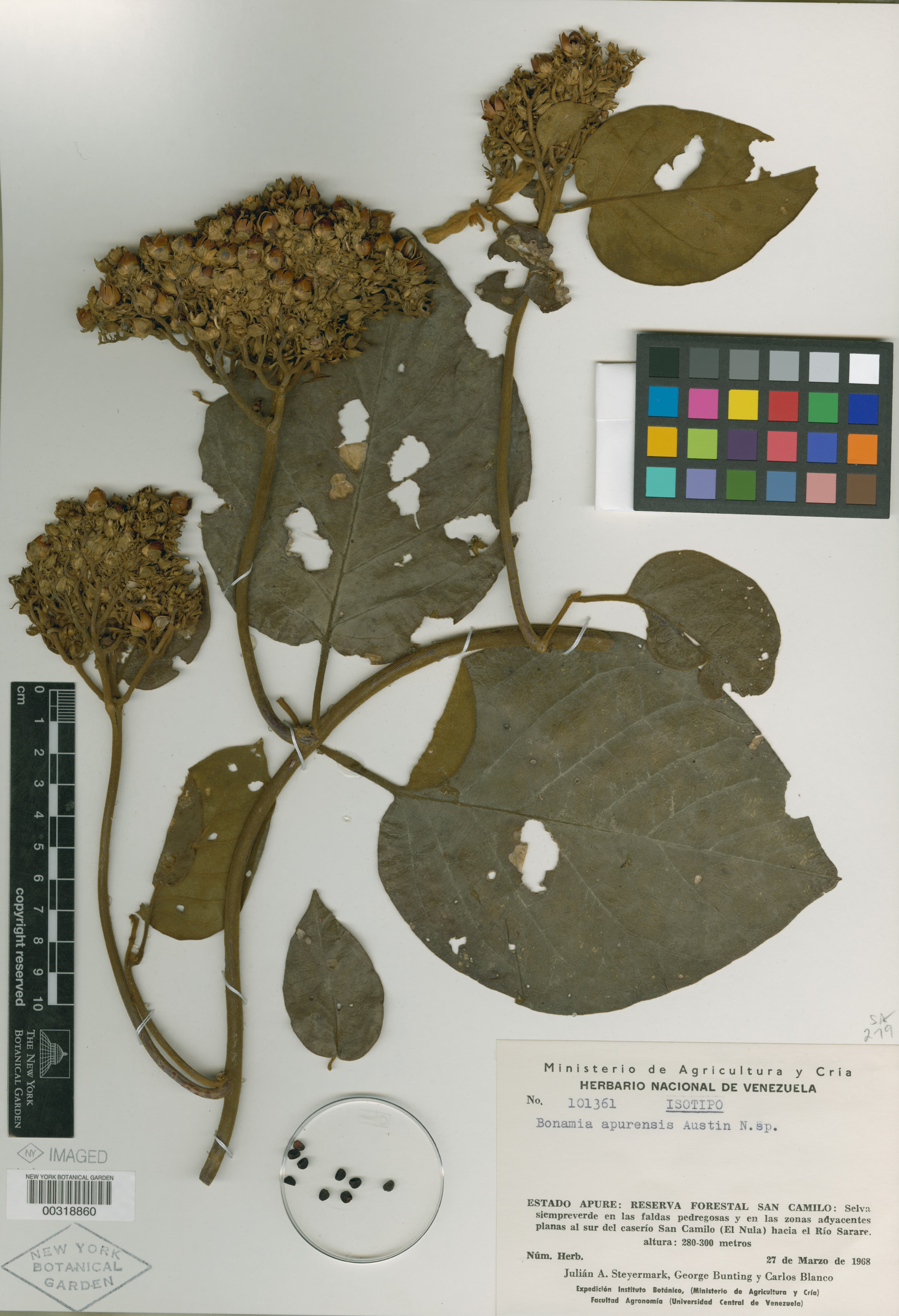 Bonamia apurensis