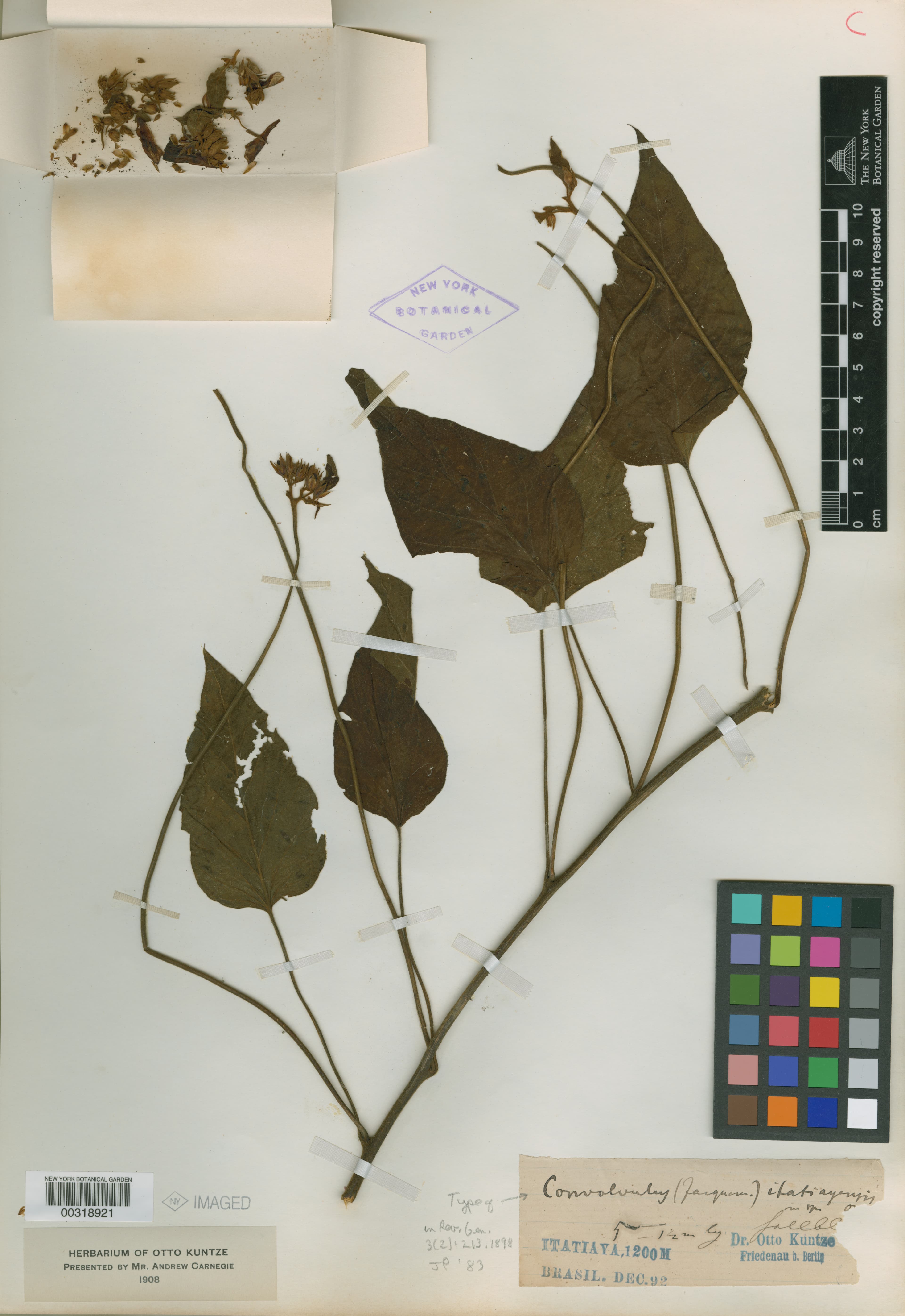 Jacquemontia itatiayensis