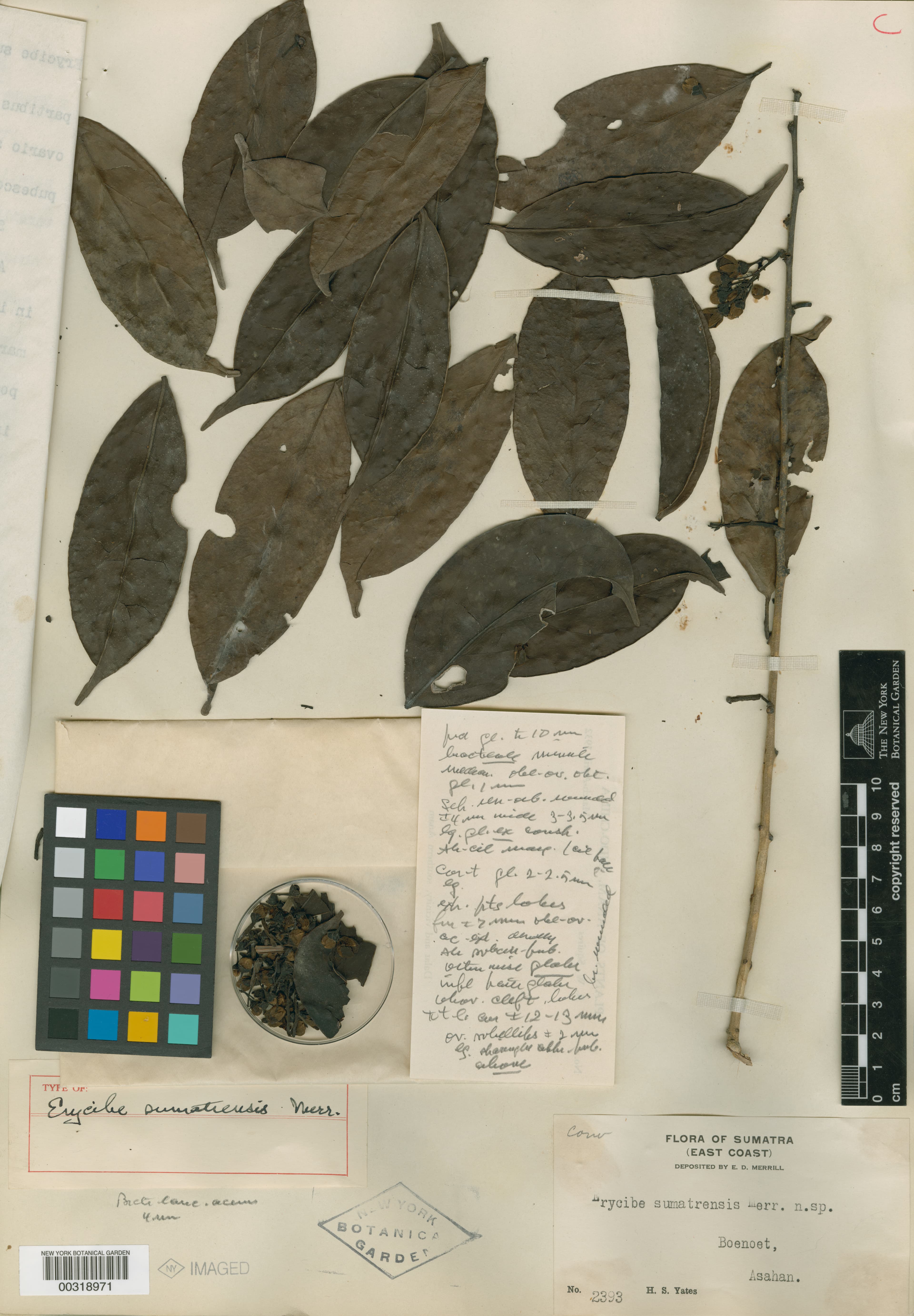 Erycibe sumatrensis