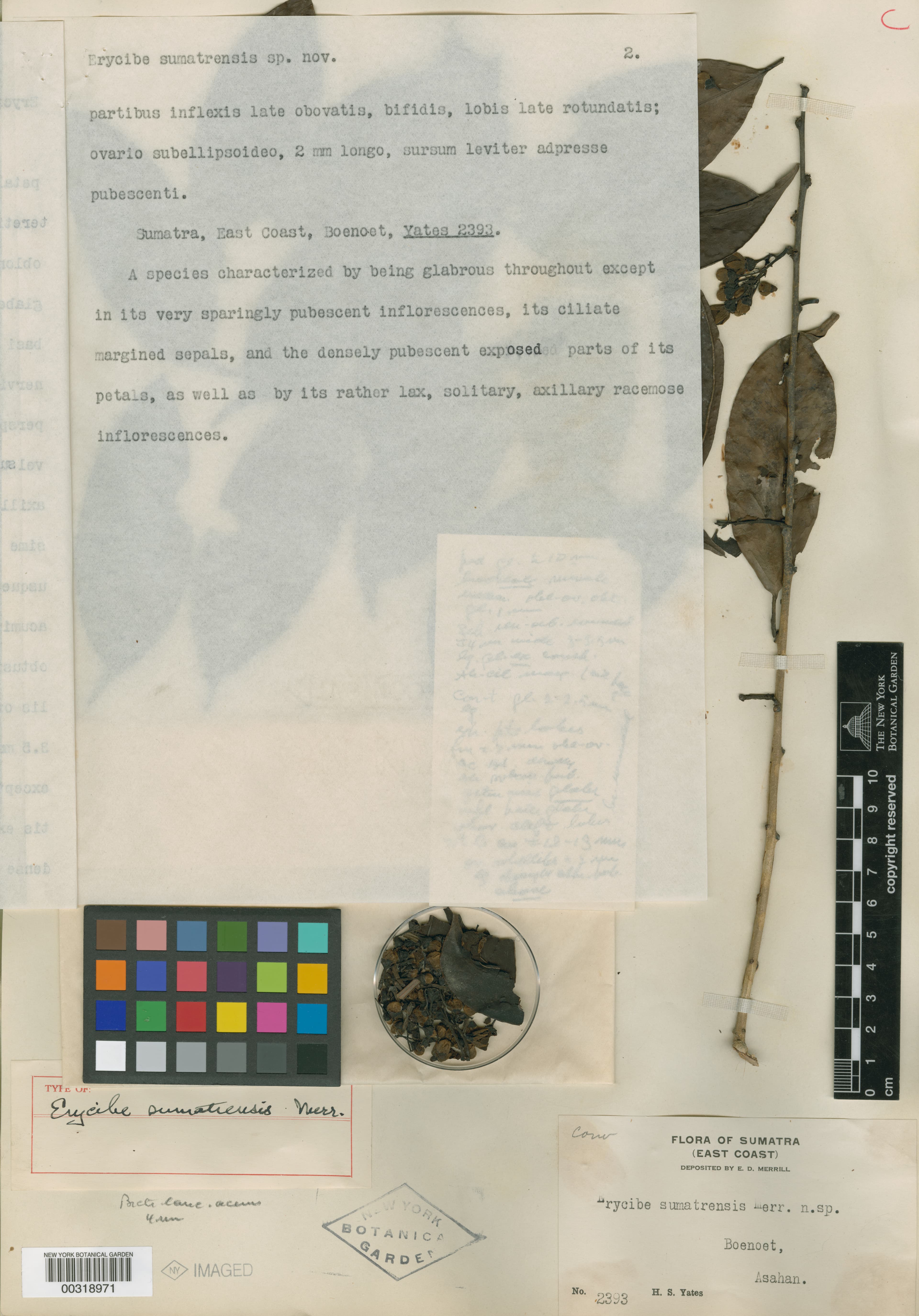 Erycibe sumatrensis