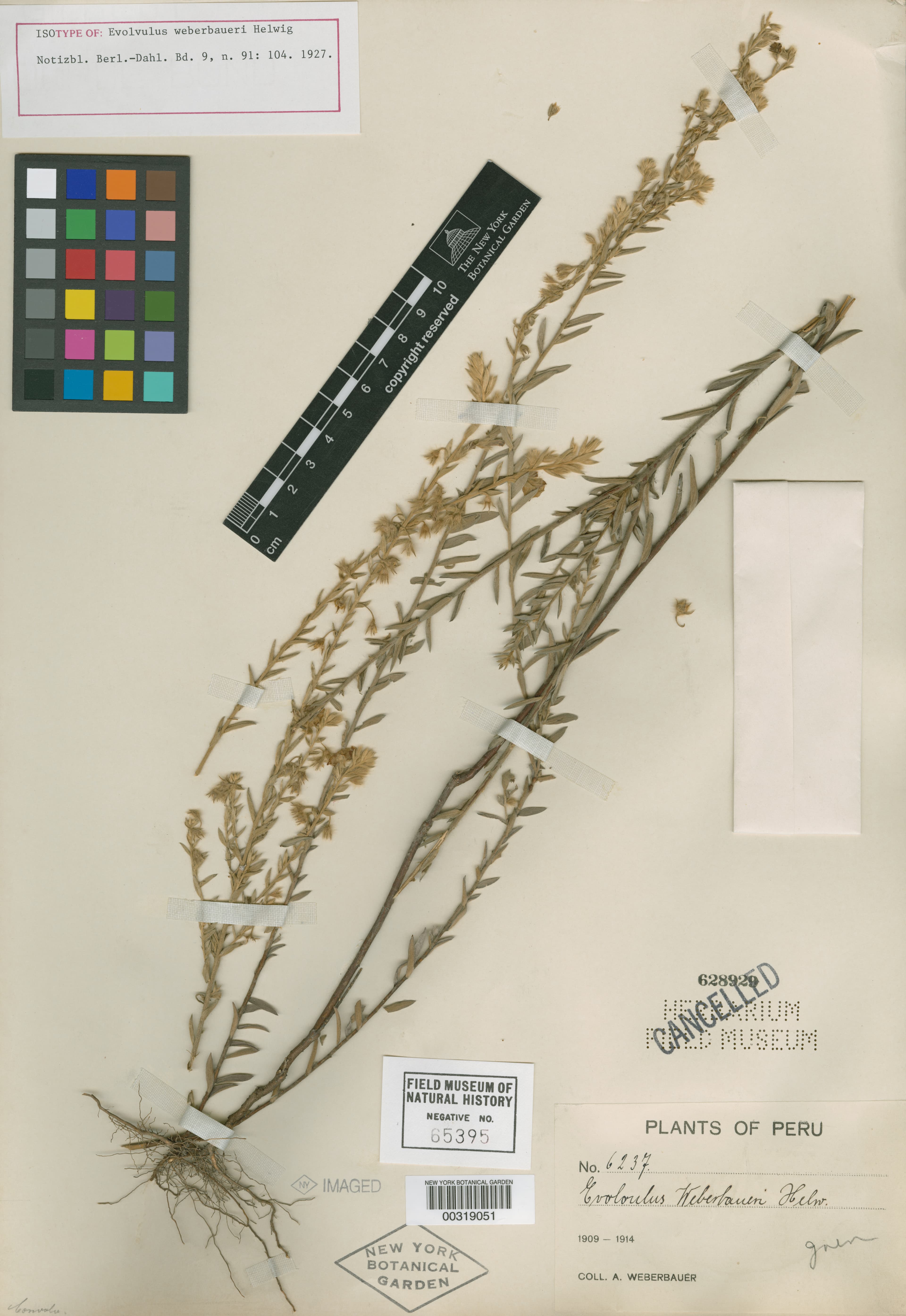 Evolvulus weberbaueri