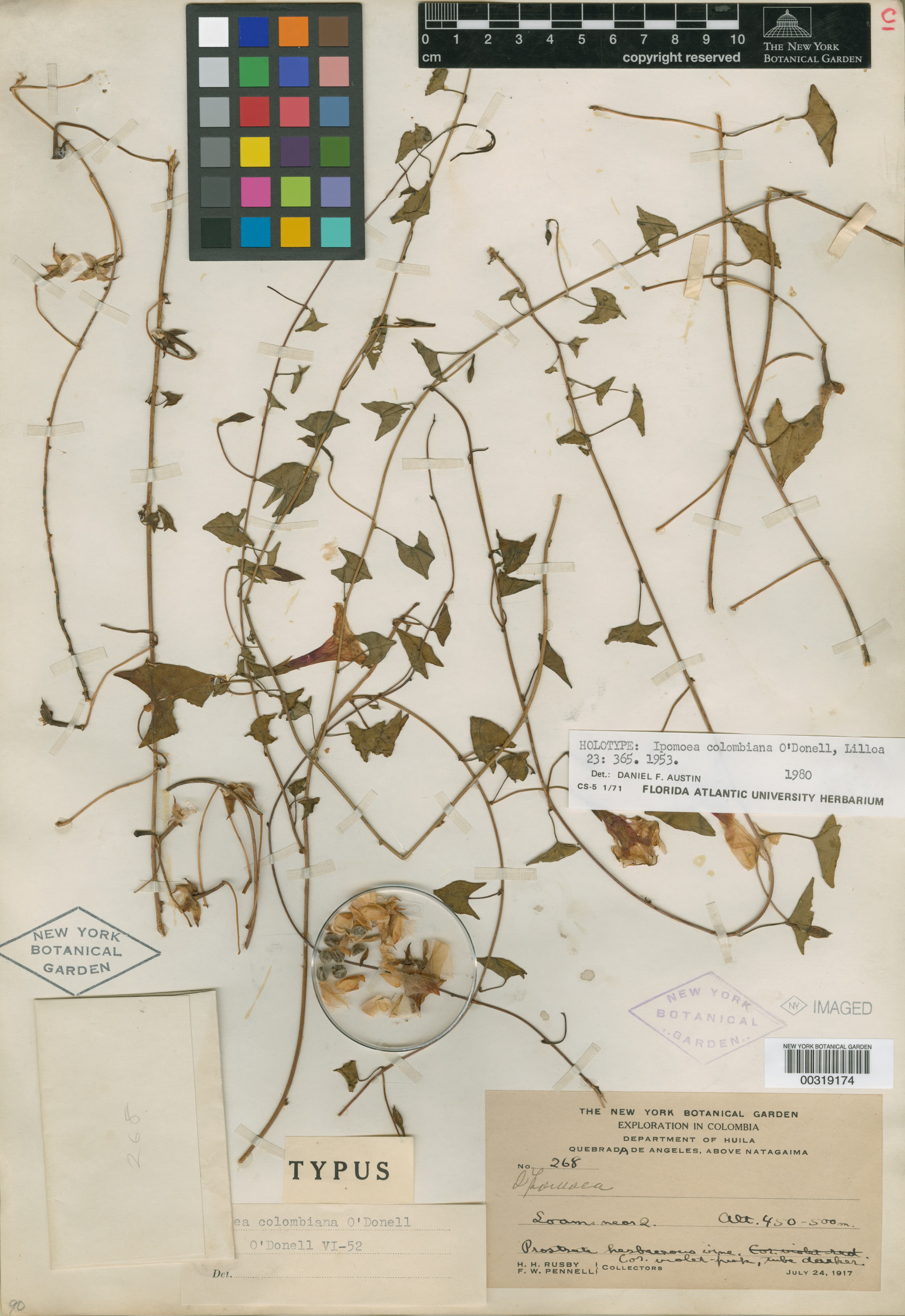 Ipomoea colombiana