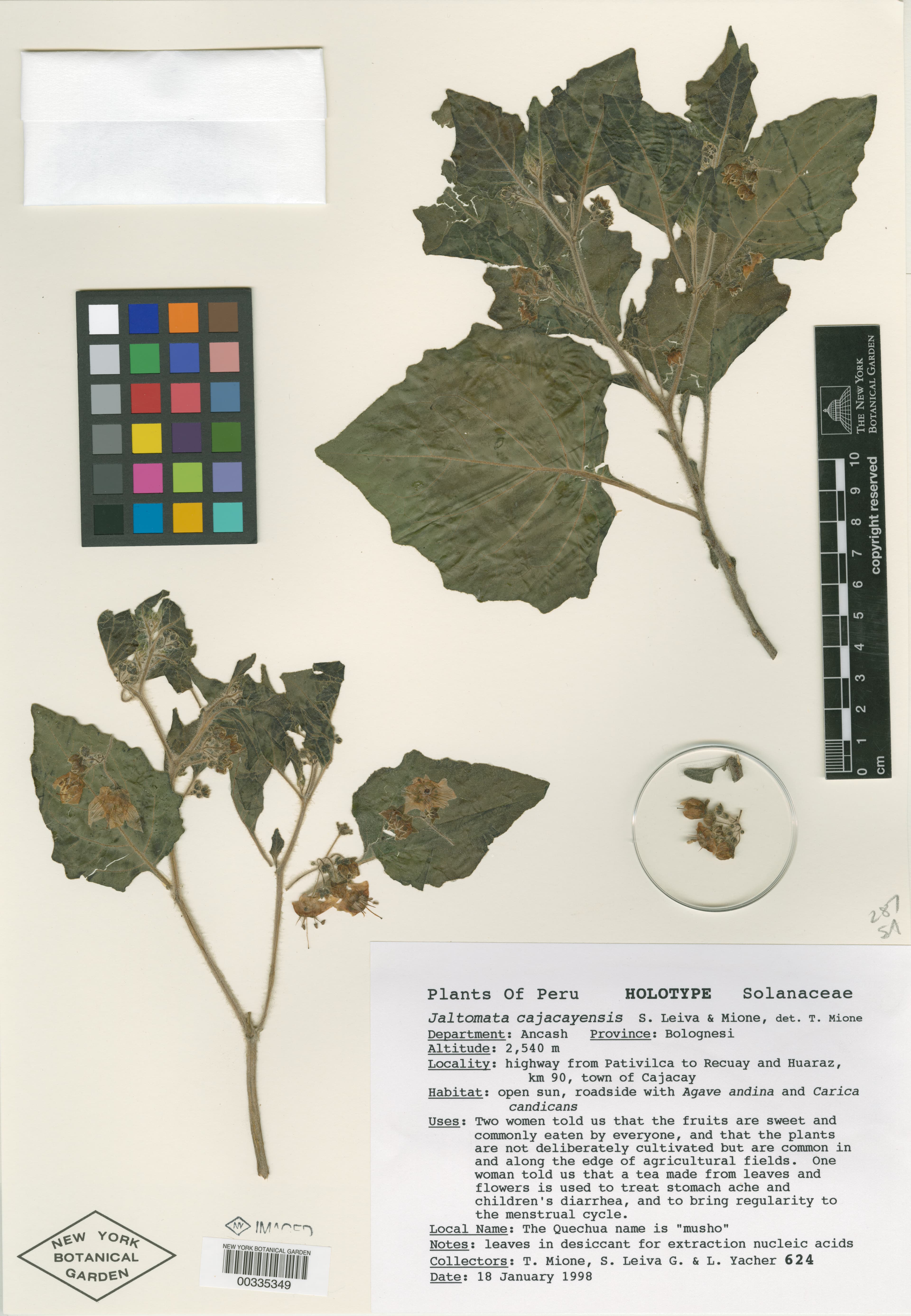 Jaltomata cajacayensis