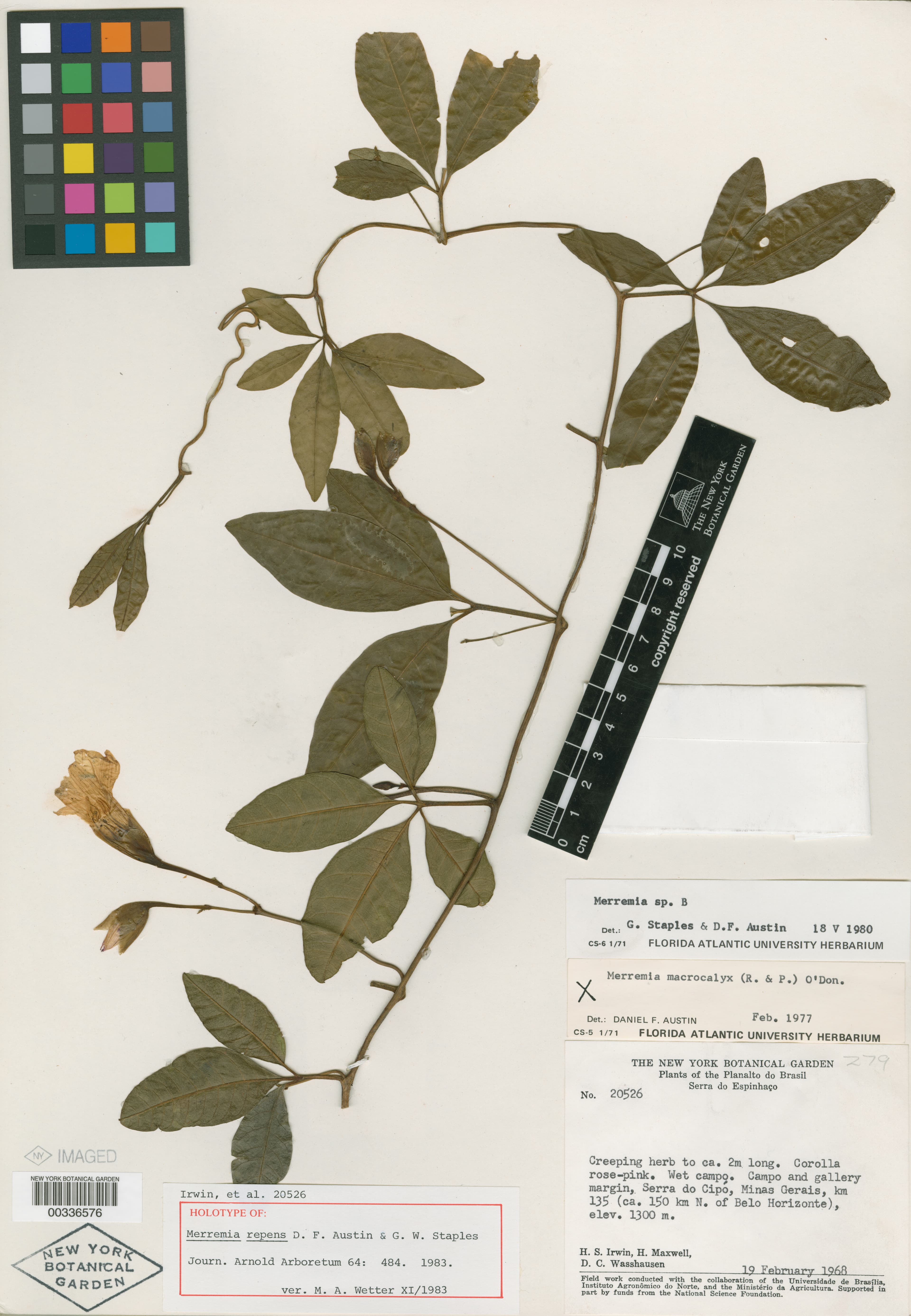 Distimake repens