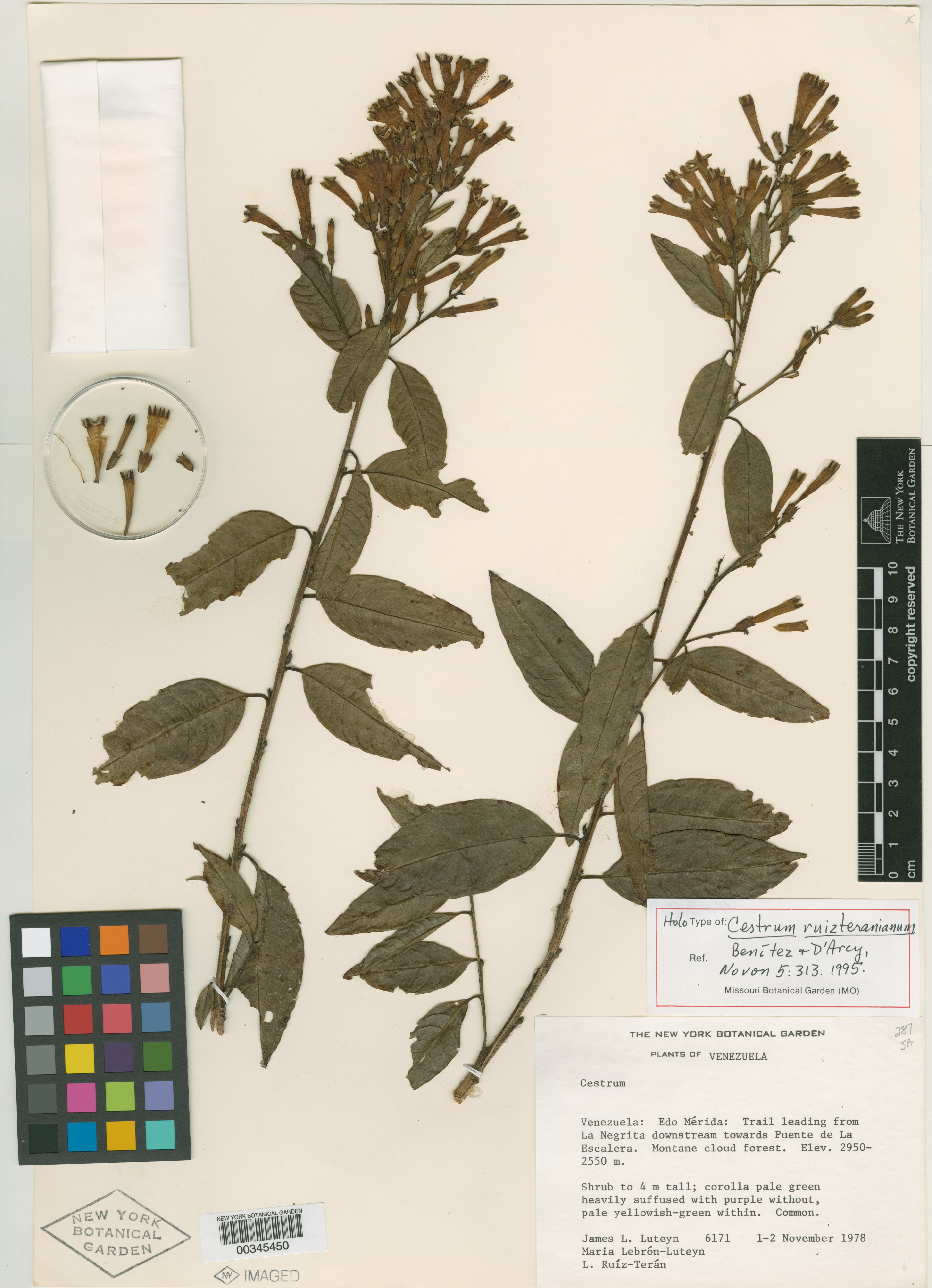 Cestrum ruizteranianum