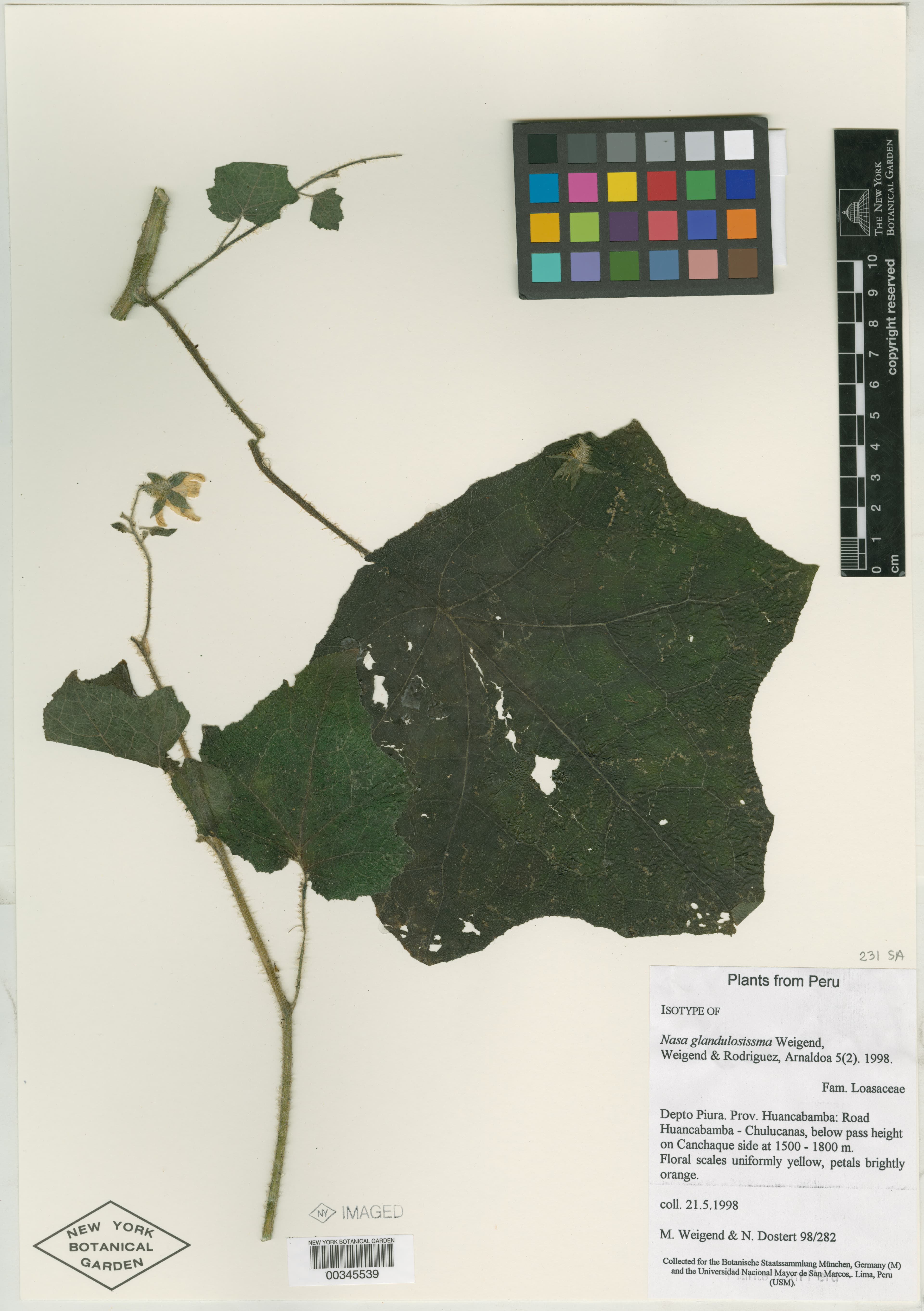 Nasa glandulosissima
