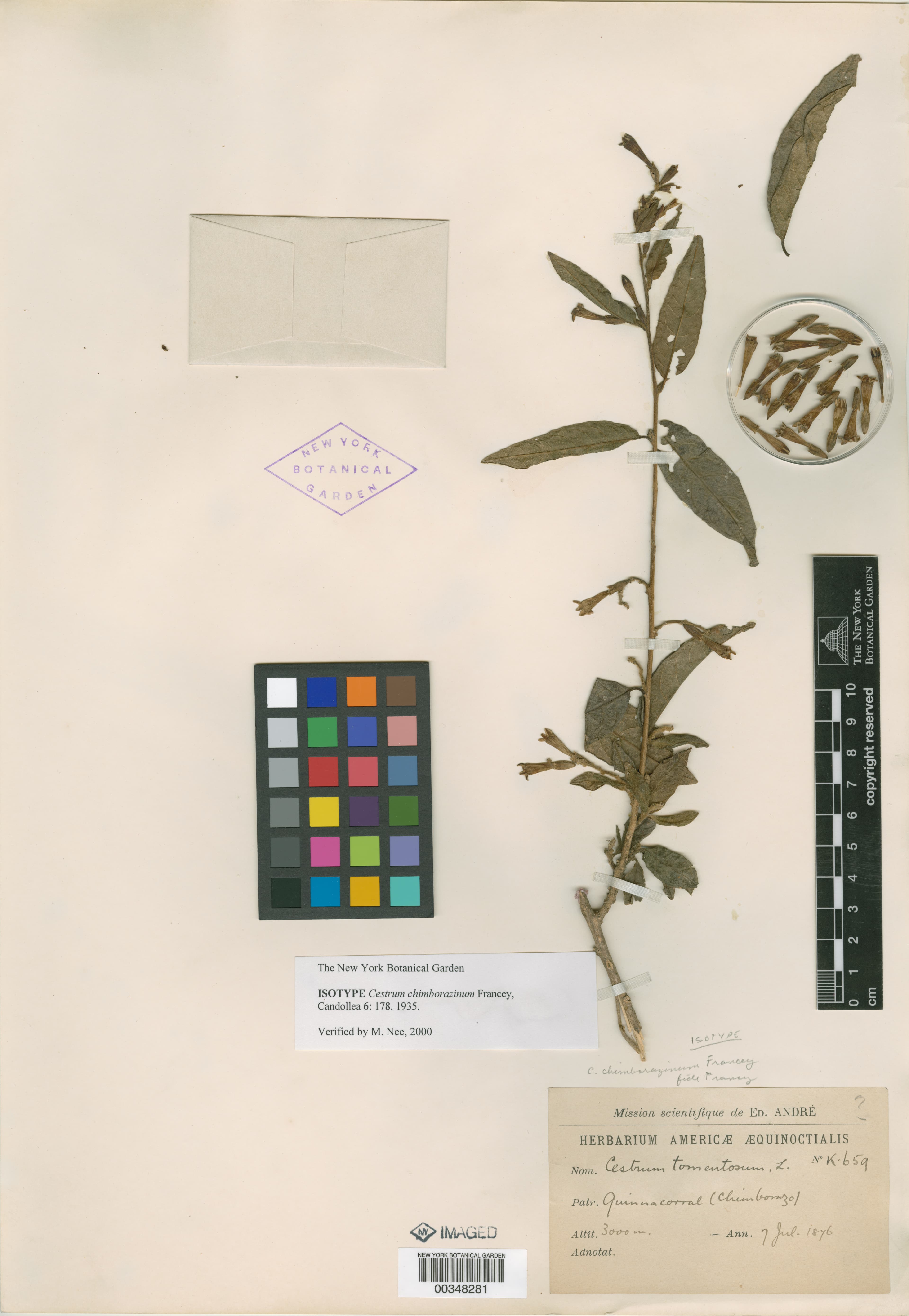 Chimborazo cestrum