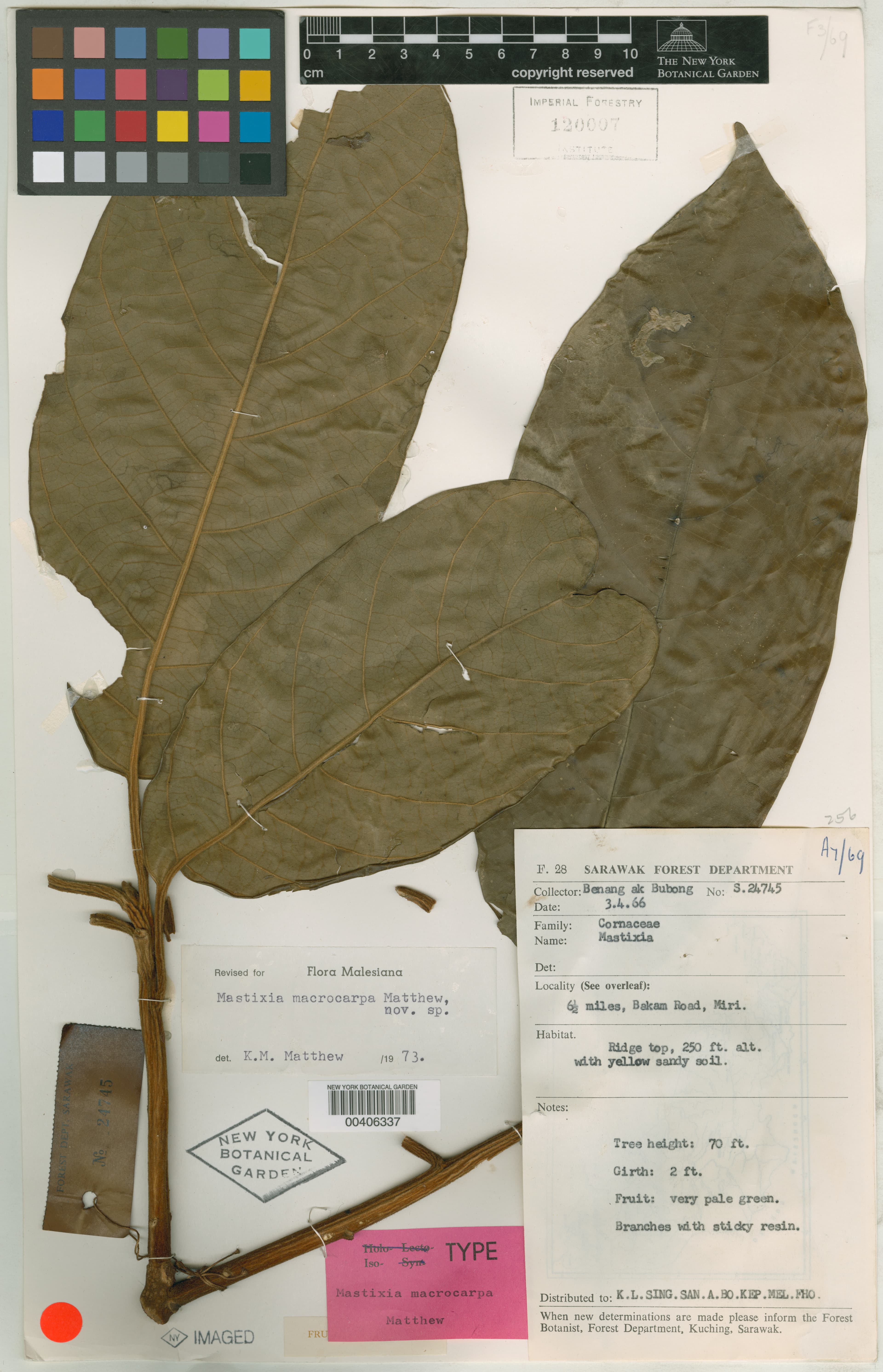 Mastixia macrocarpa