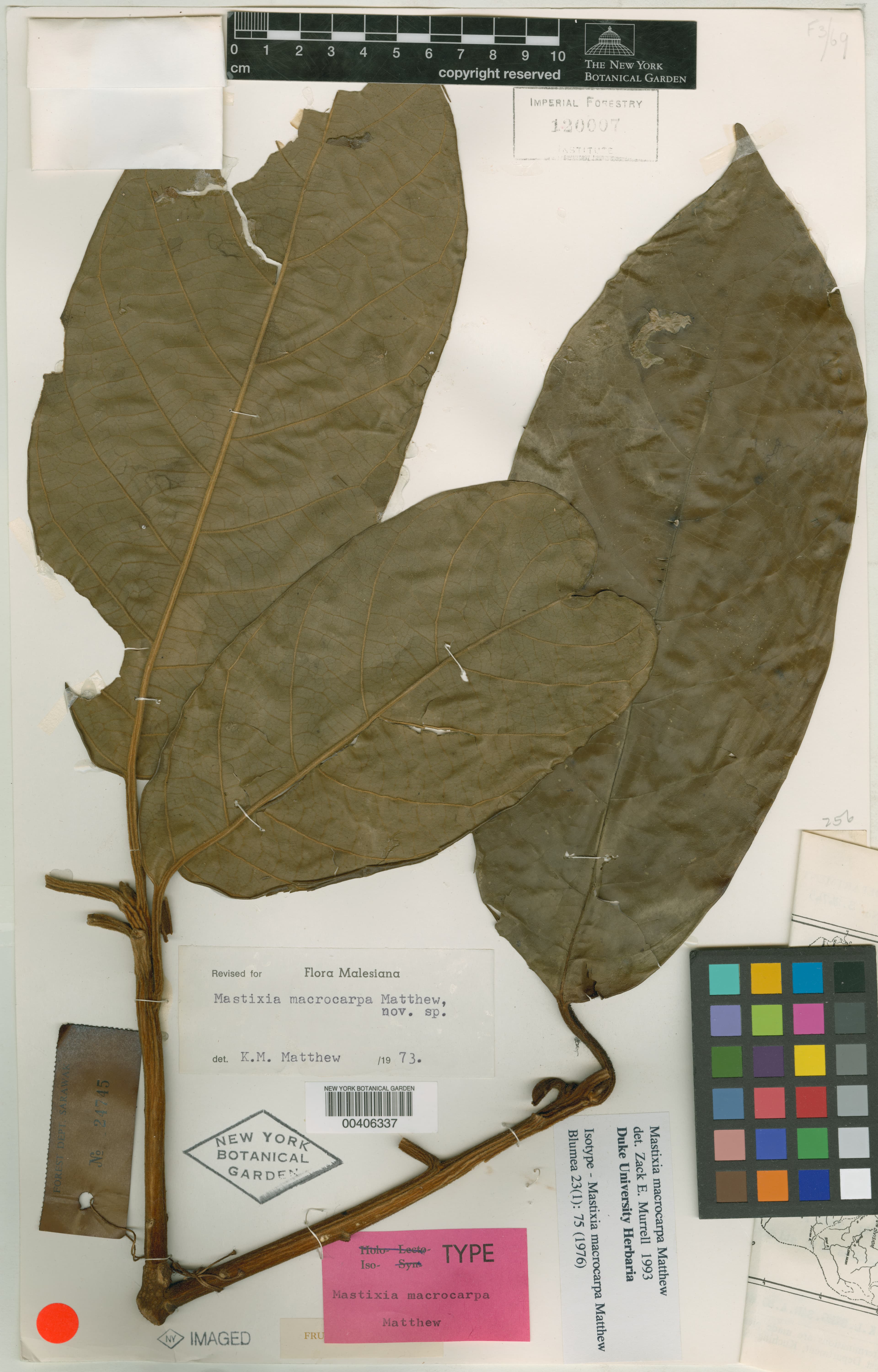 Mastixia macrocarpa