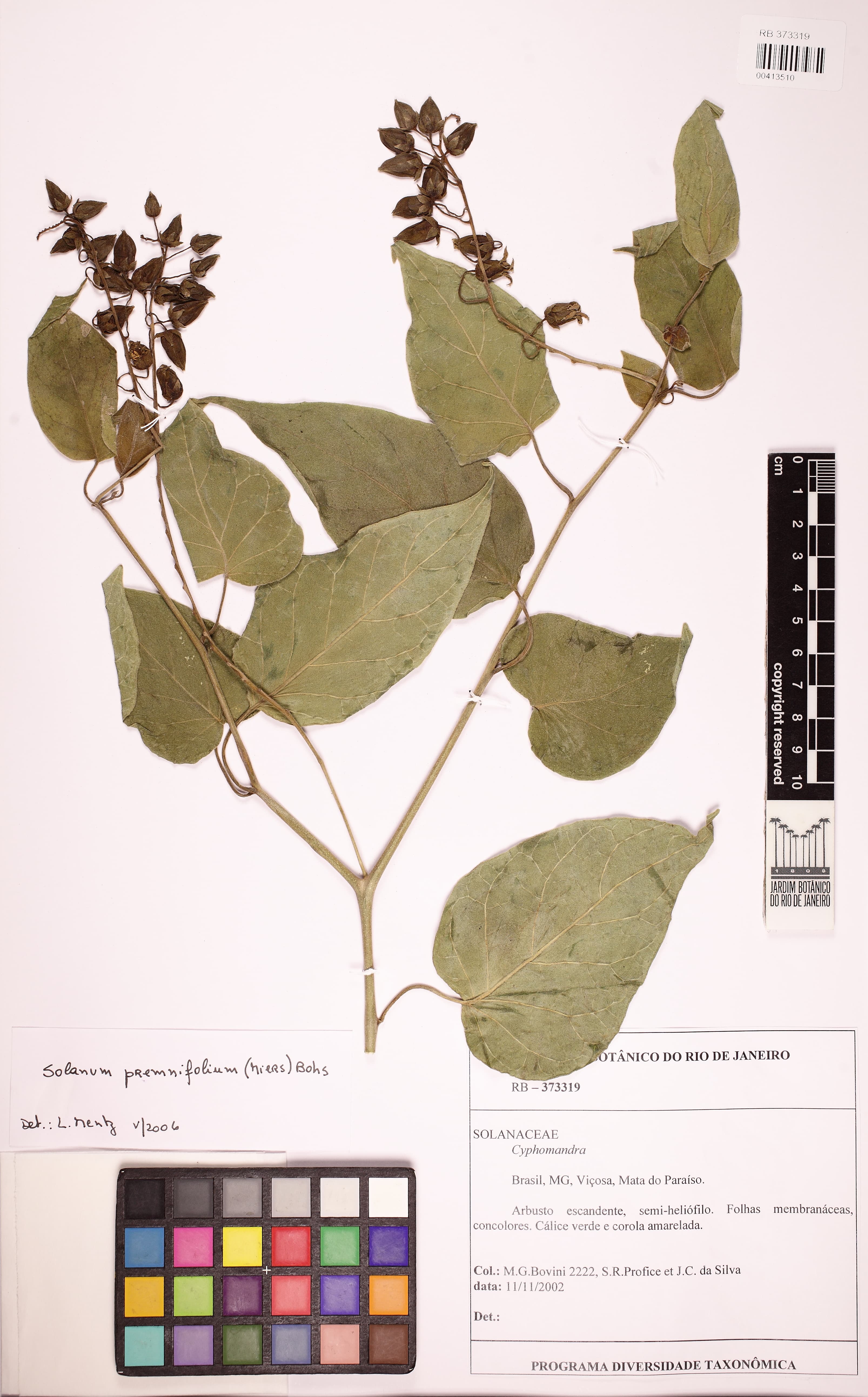 Solanum premnifolium