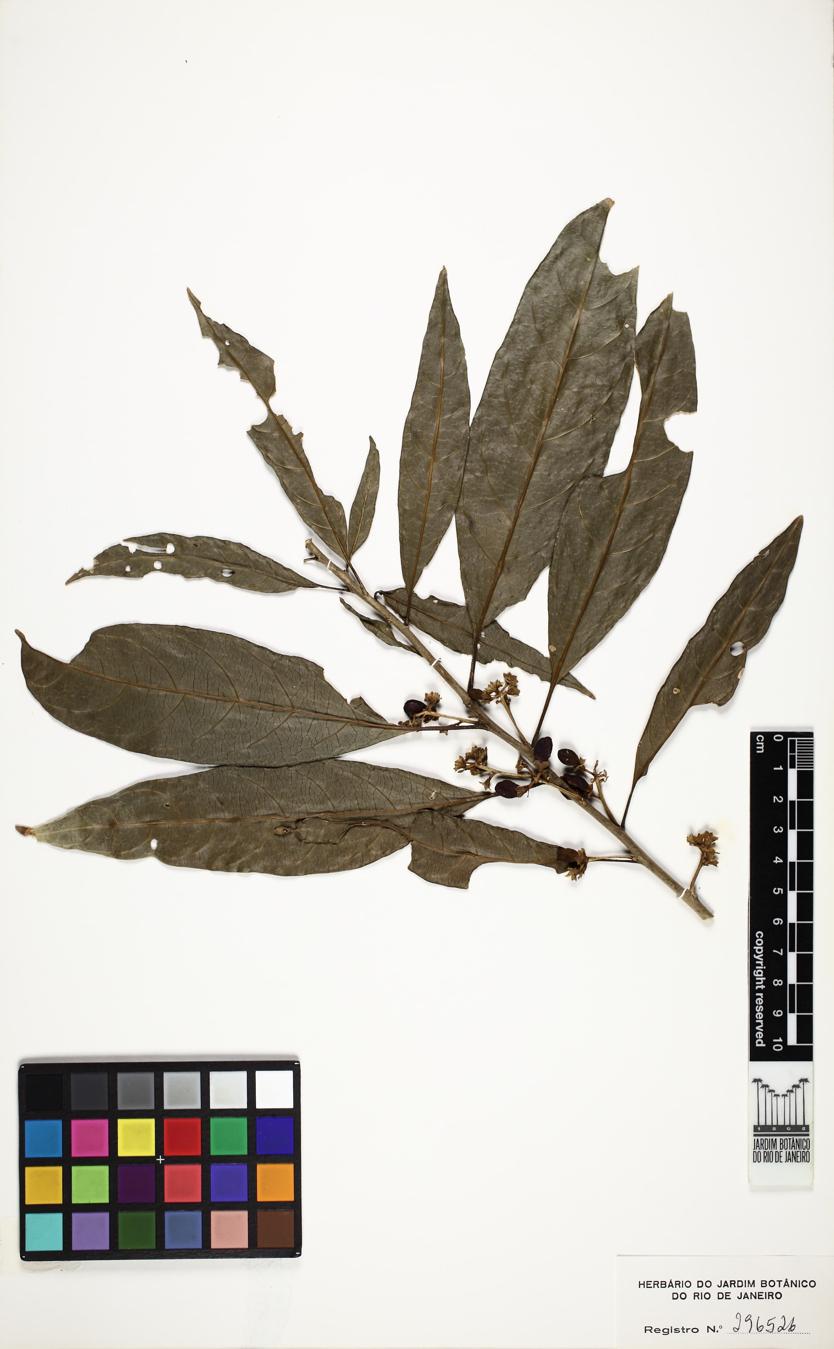 Cestrum lanceolatum
