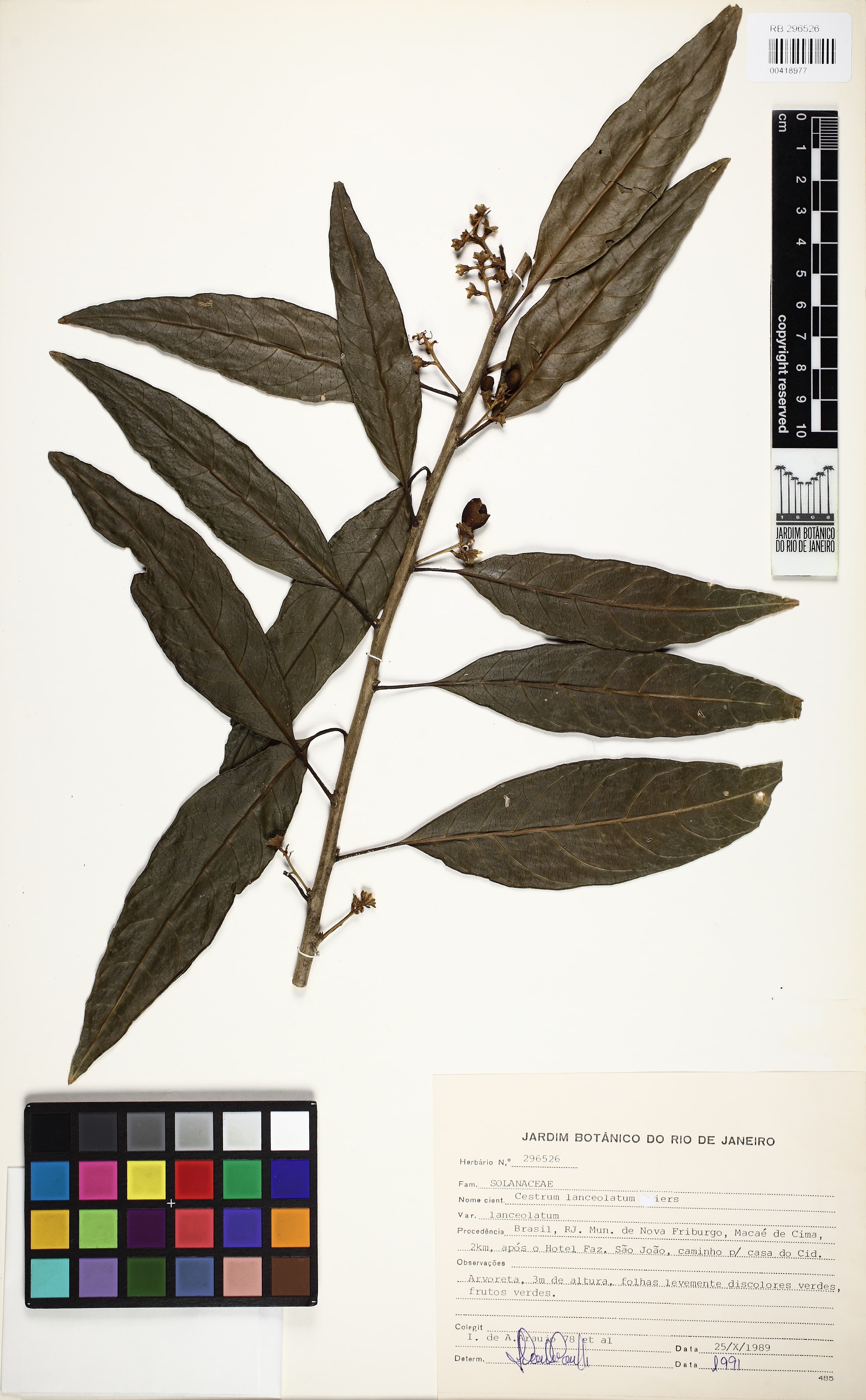 Cestrum lanceolatum