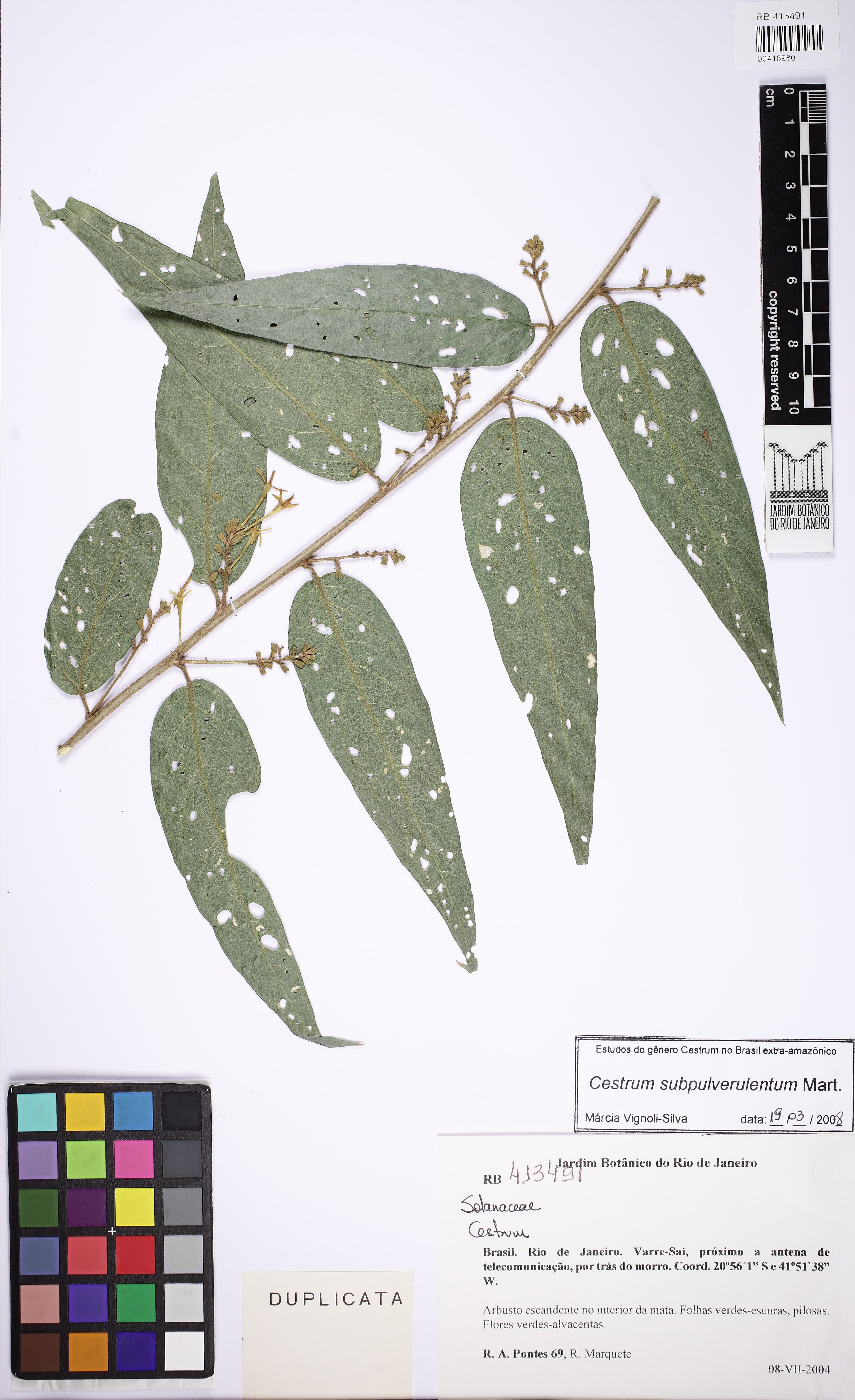 Cestrum subpulverulentum