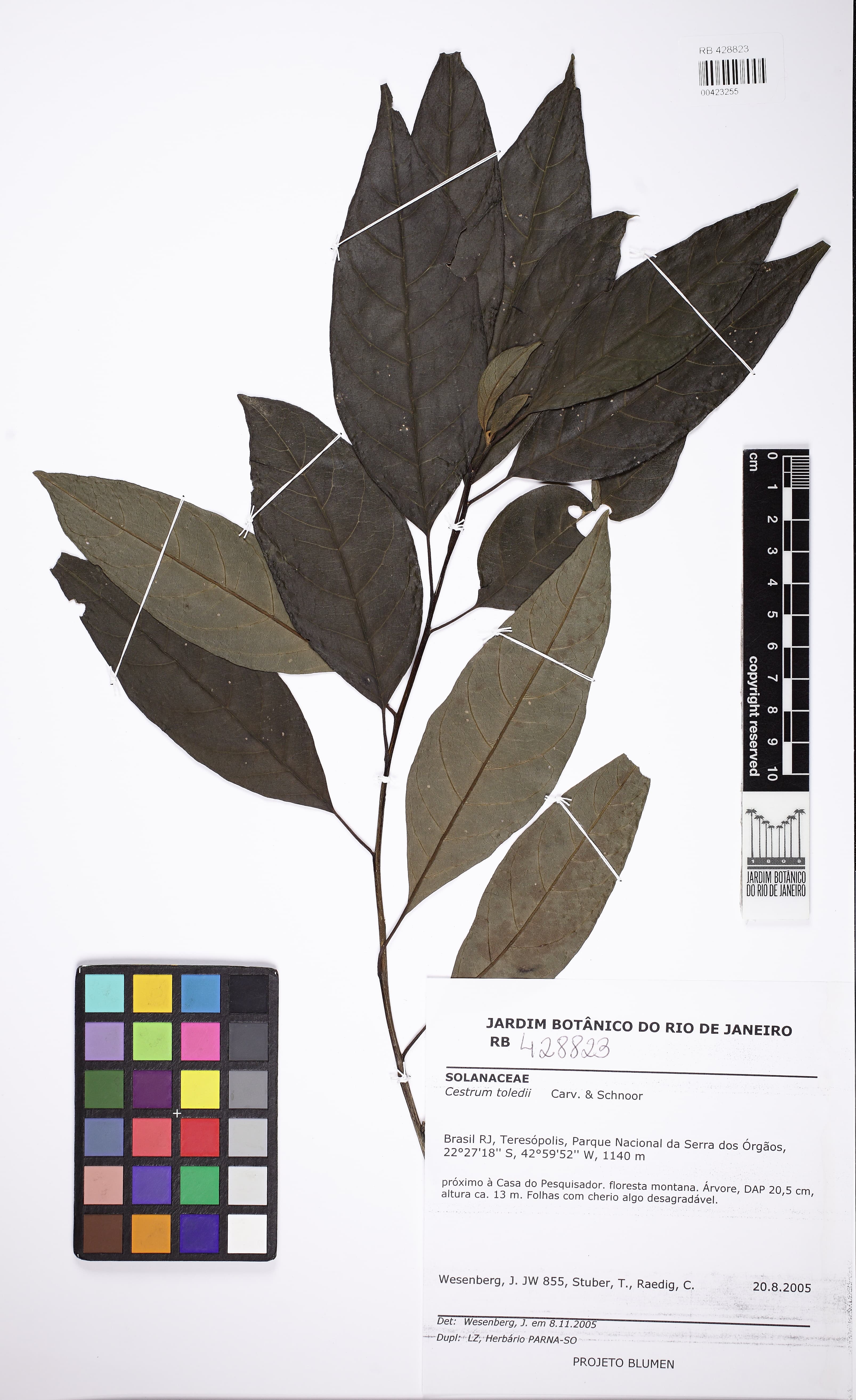 Cestrum toledii