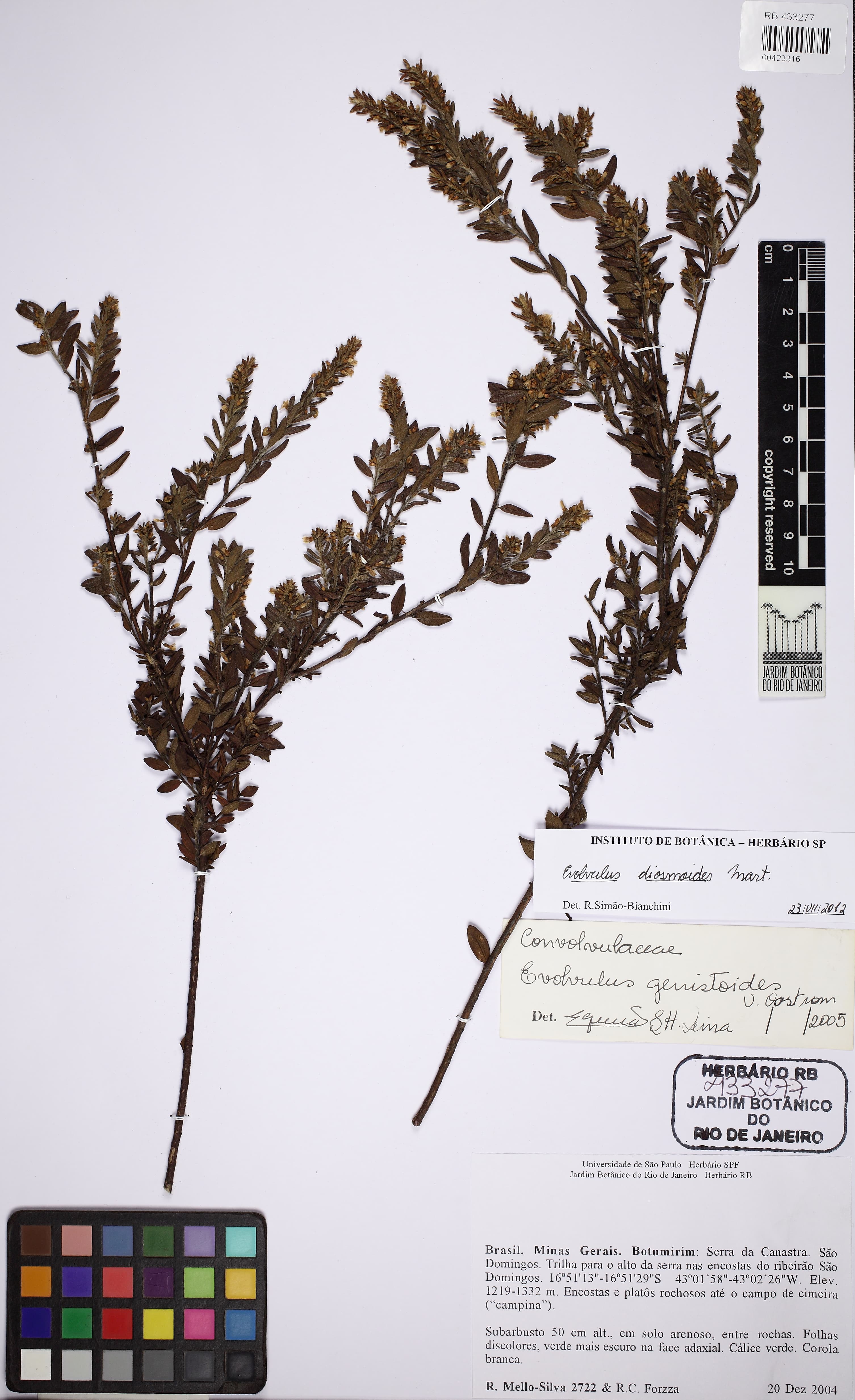 Evolvulus diosmoides
