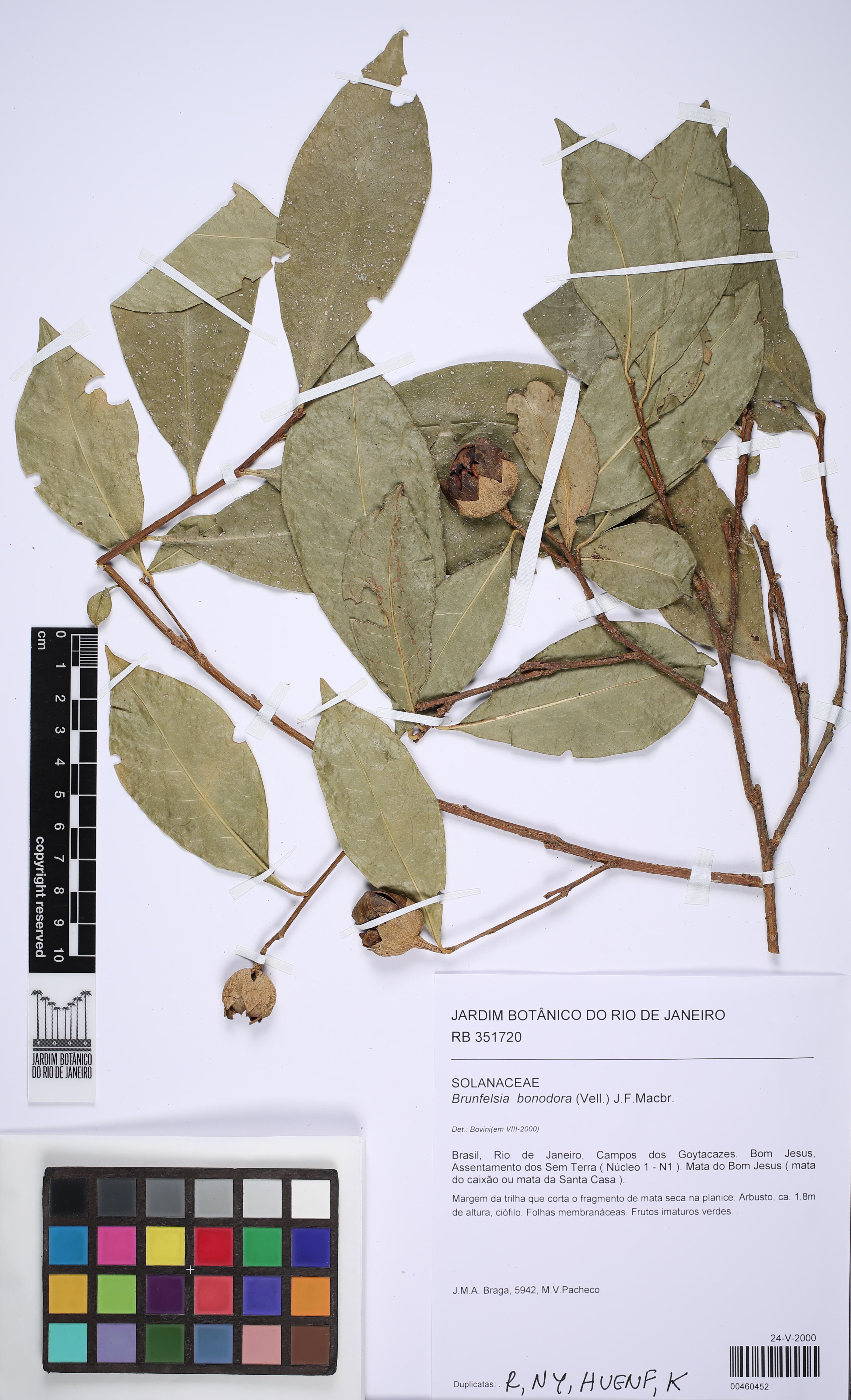 Brunfelsia