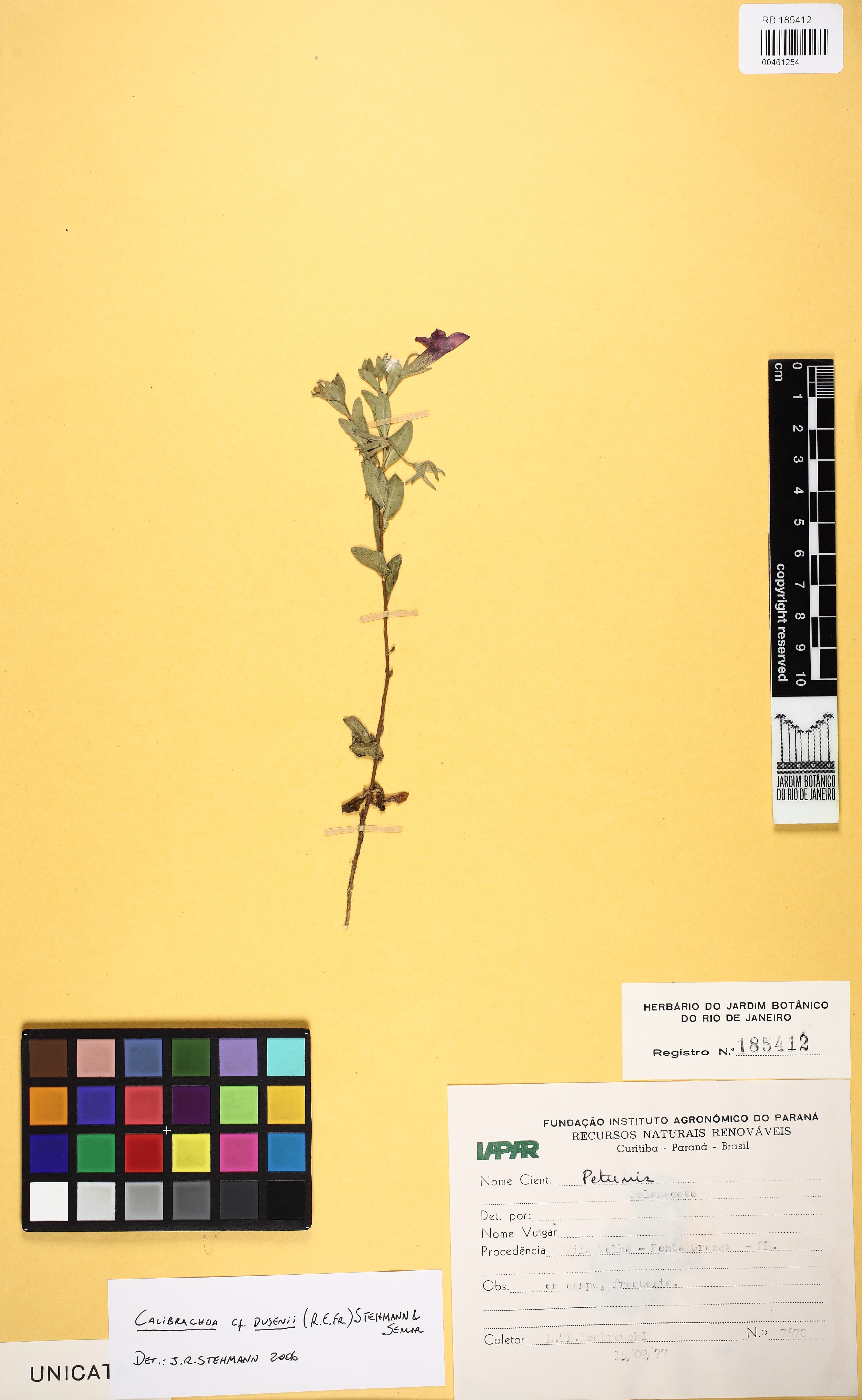 Calibrachoa dusenii