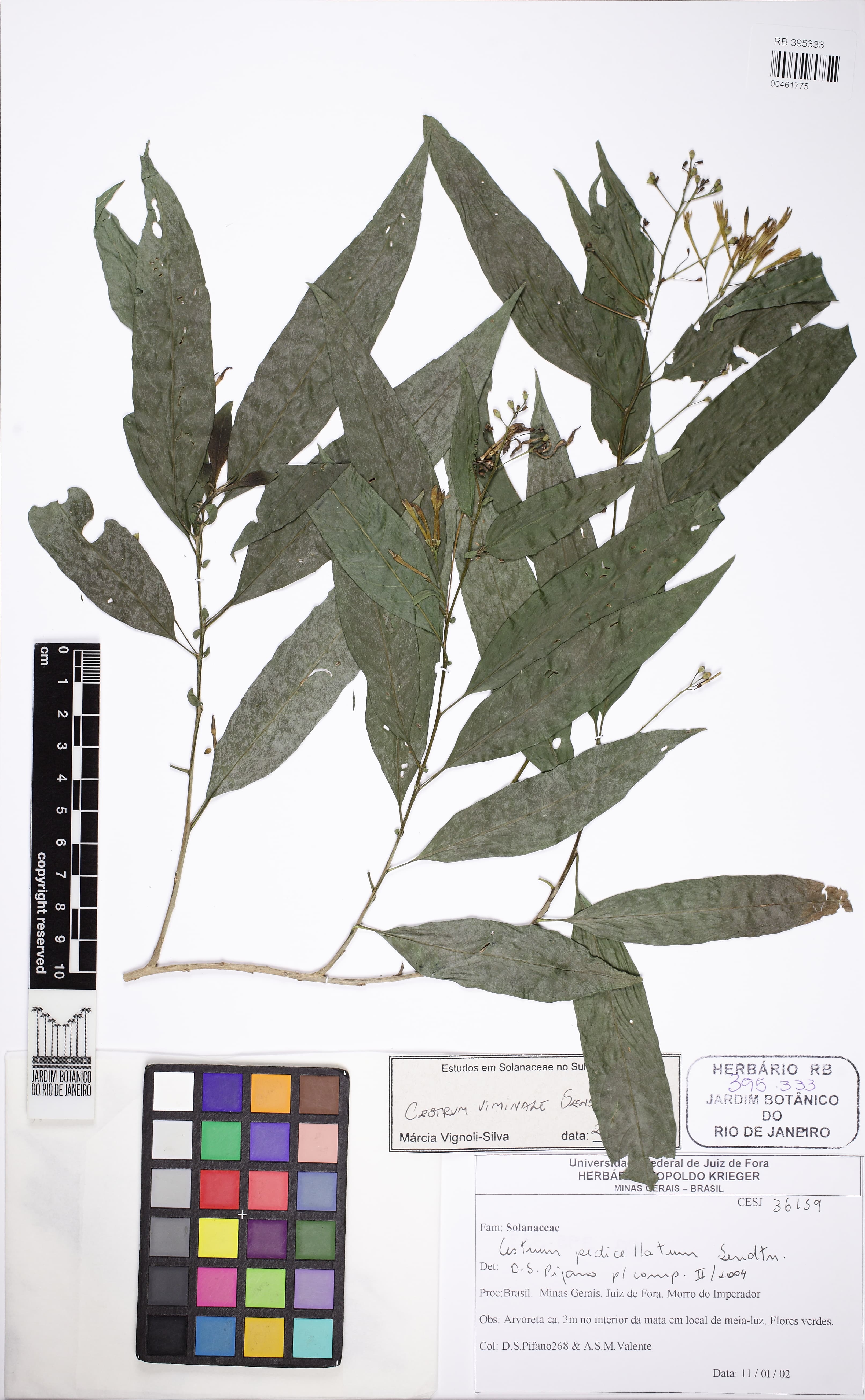 Cestrum viminale