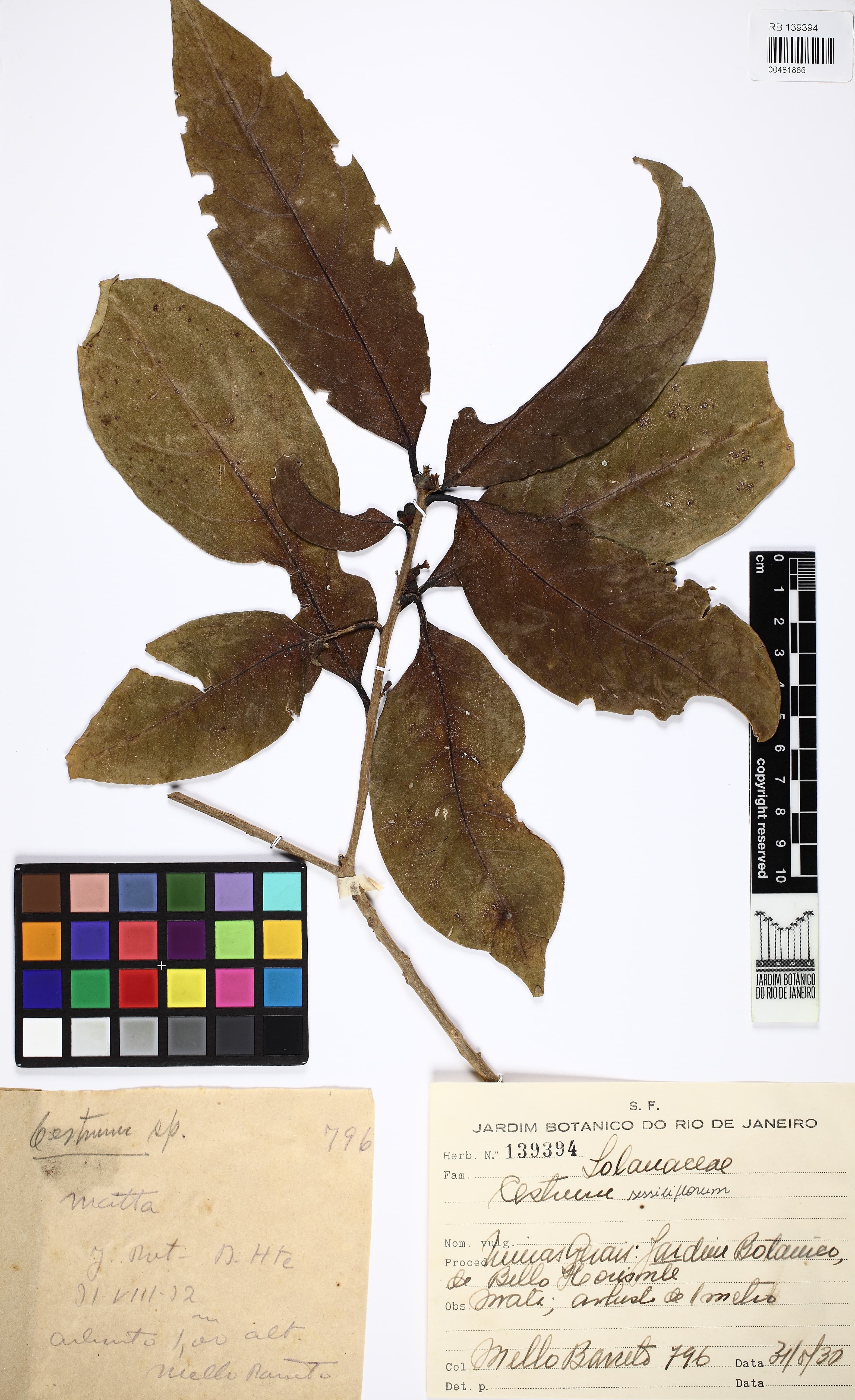 Cestrum sessiliflorum