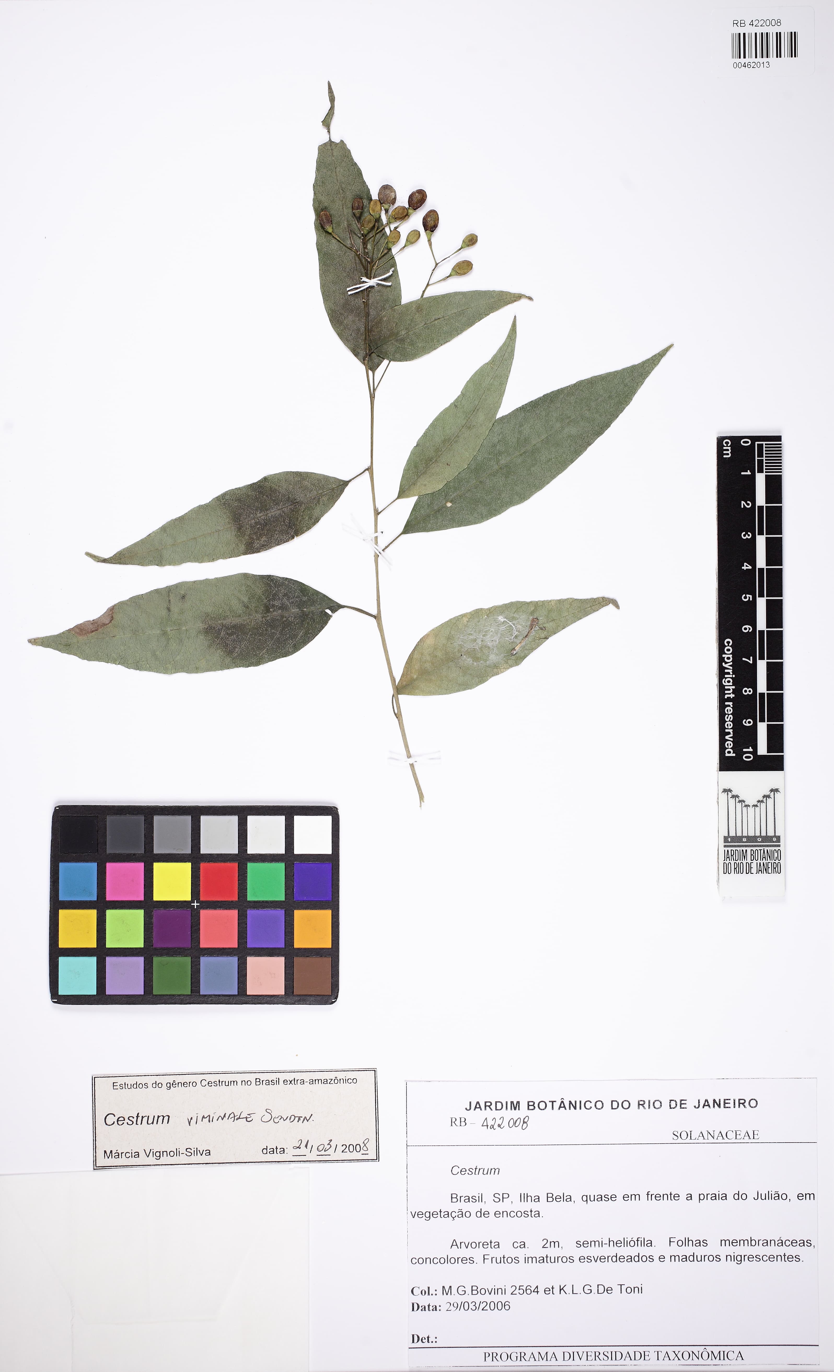 Cestrum viminale