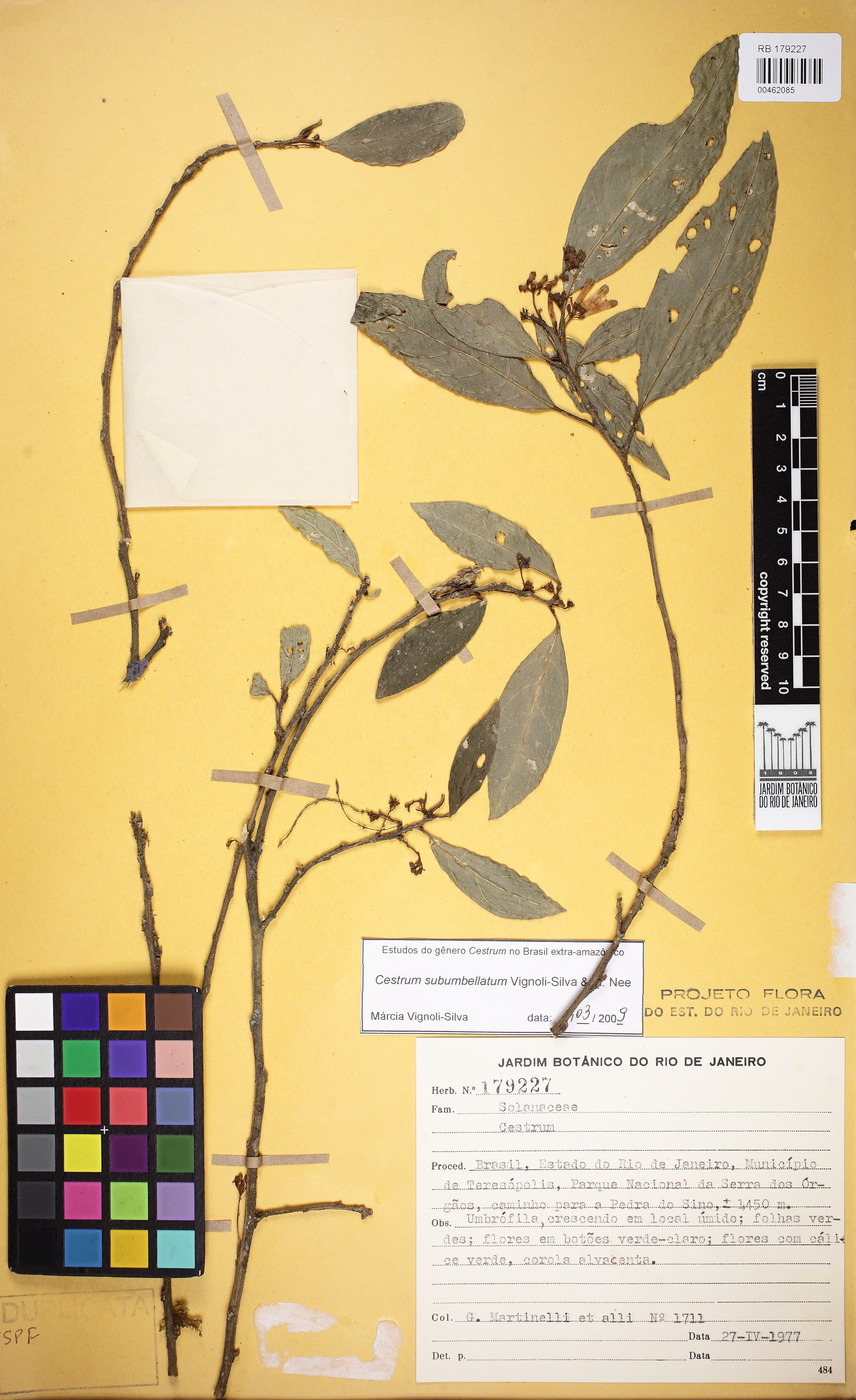 Cestrum subumbellatum